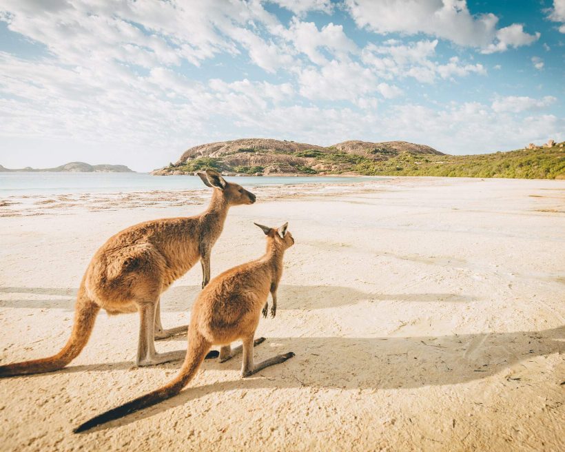 AUSTRALIA_LUCKY_BAY_BEACH_KANGAROOS