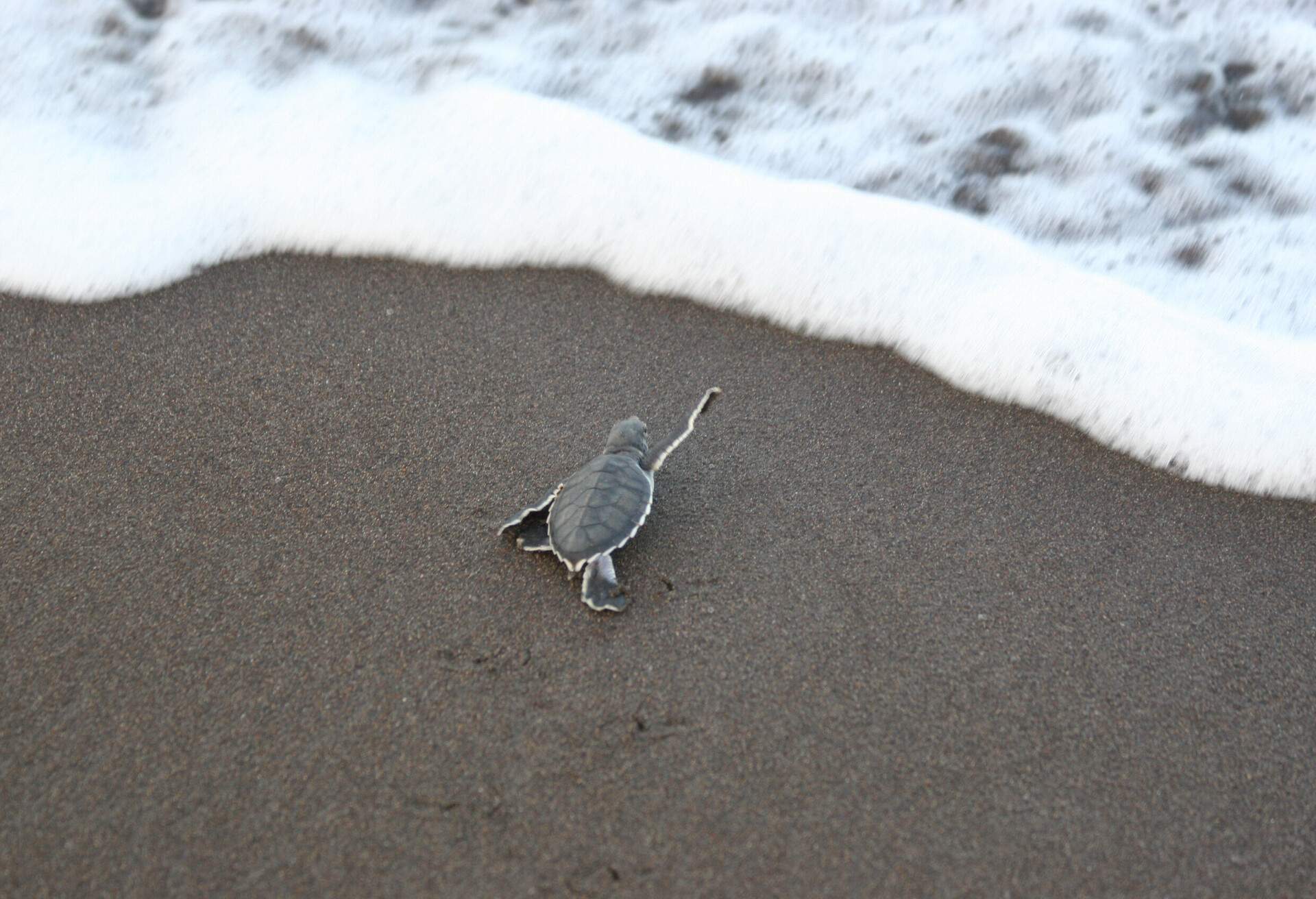 A newly hatched sea turtle of the caretta caretta species has just crossed the beach and is about to take its first swim into the Caribbean Sea.