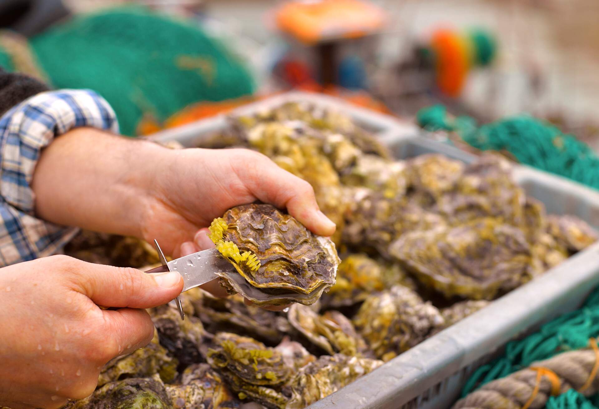 Close up of a fisherman's hands opening an freshly caught oyster