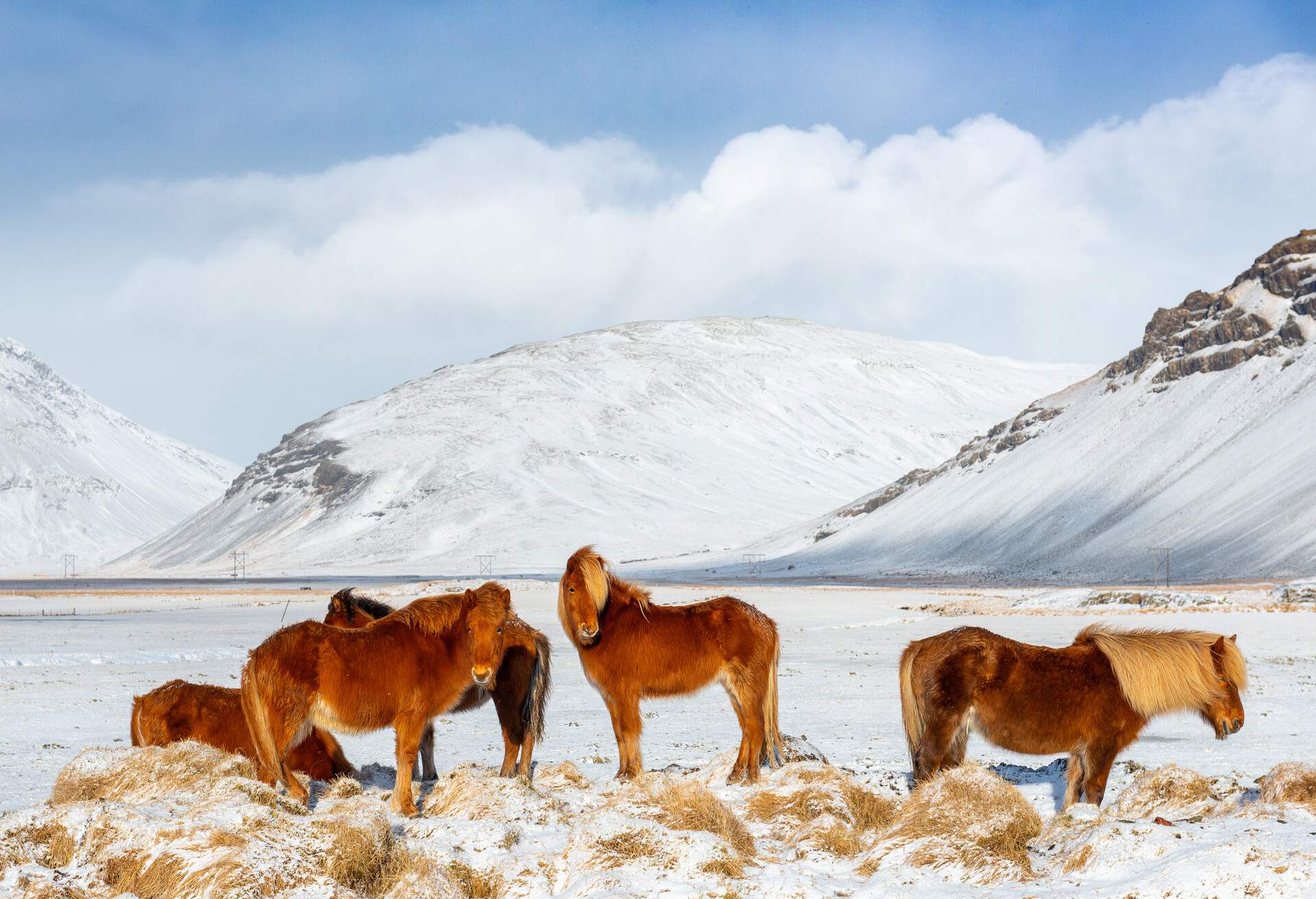 Icelandic horse during winter snow, Iceland