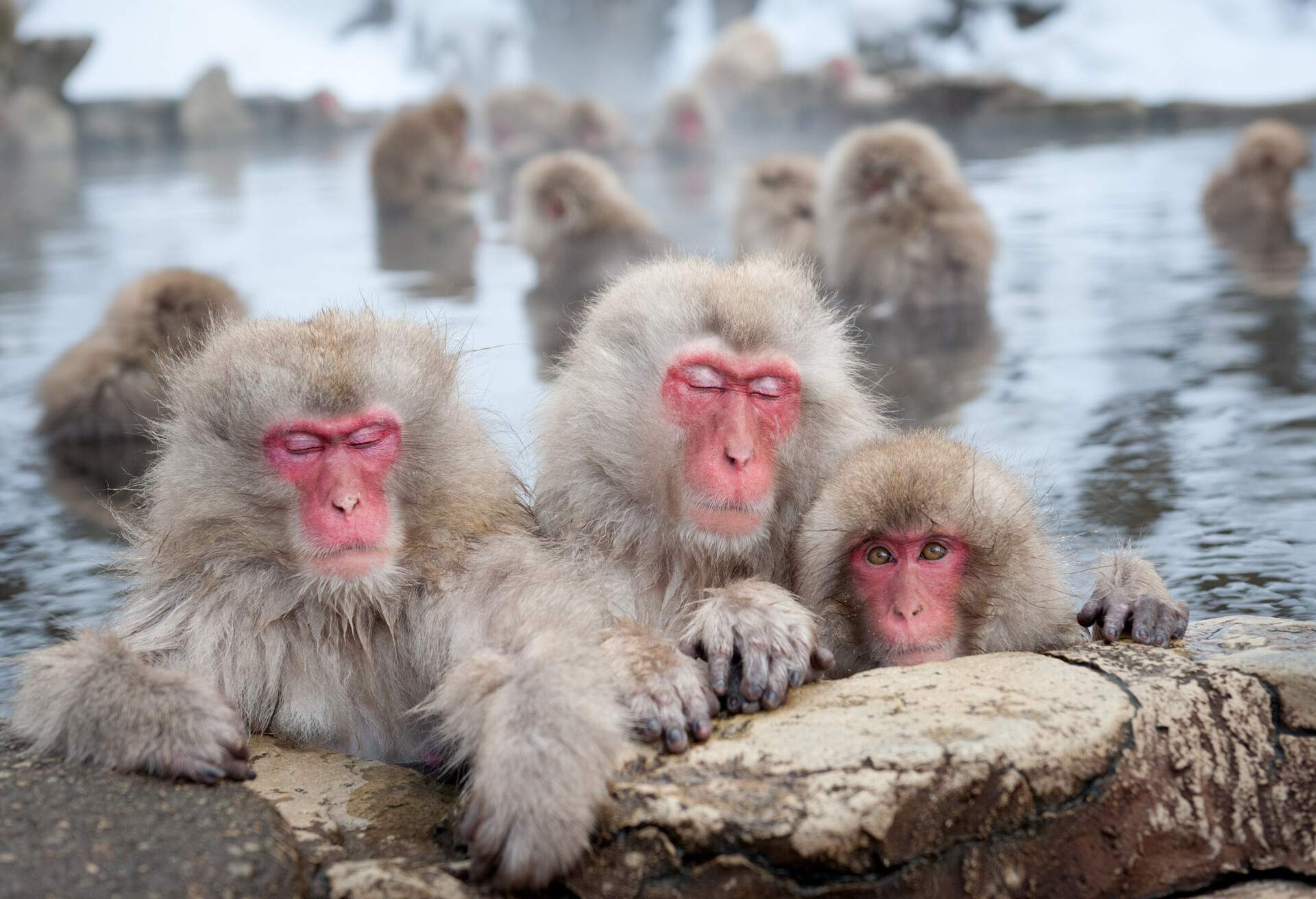 Japanese Macaques of Nagano, Japan