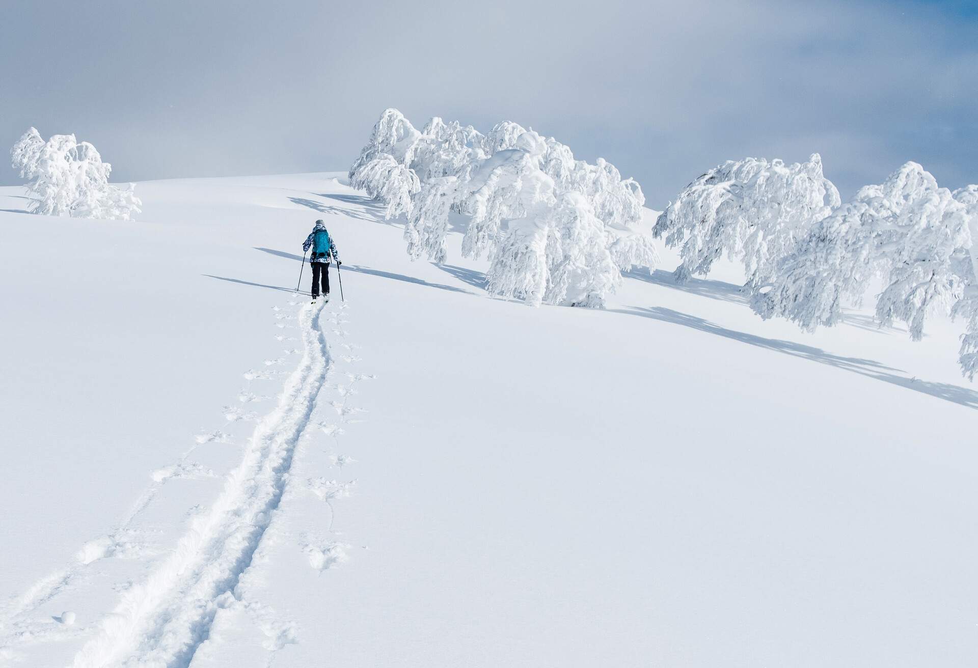 Unrecognizable active female tourist trekking on her skis up the untouched snowy hill in Niseko. 