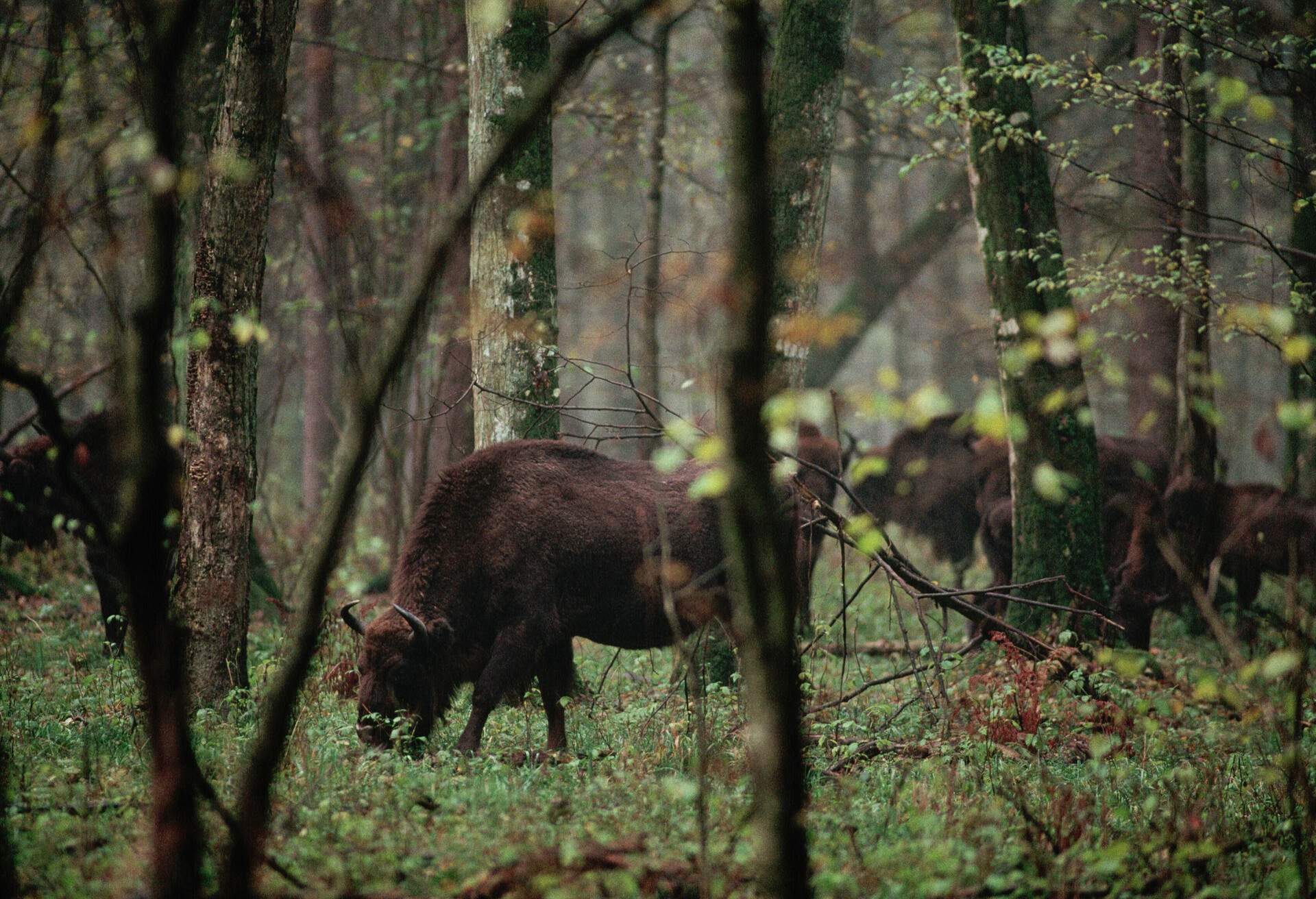 European bison from a small protected herd roam the Bialowieza Forest of eastern Poland
