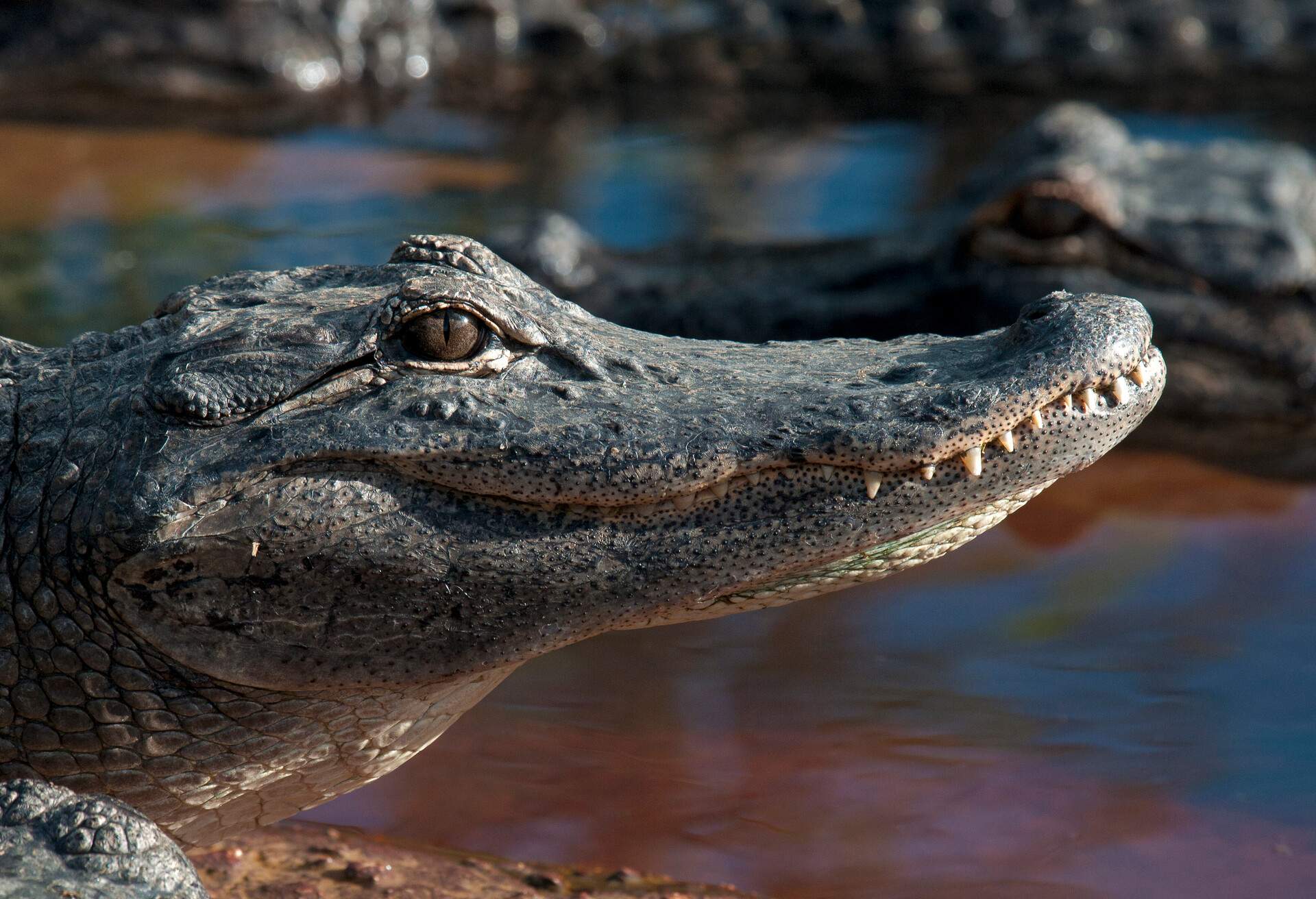 crocodile in Florida, United States