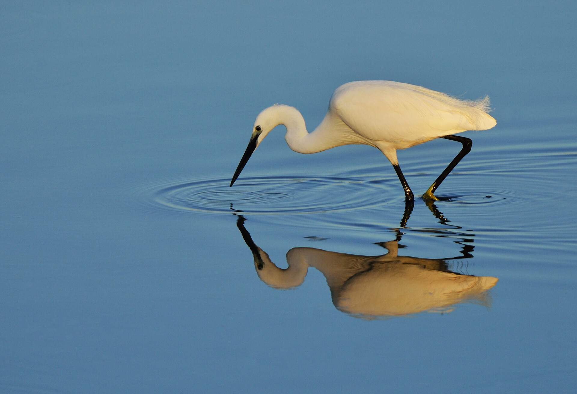 Little egrette ant its reflection