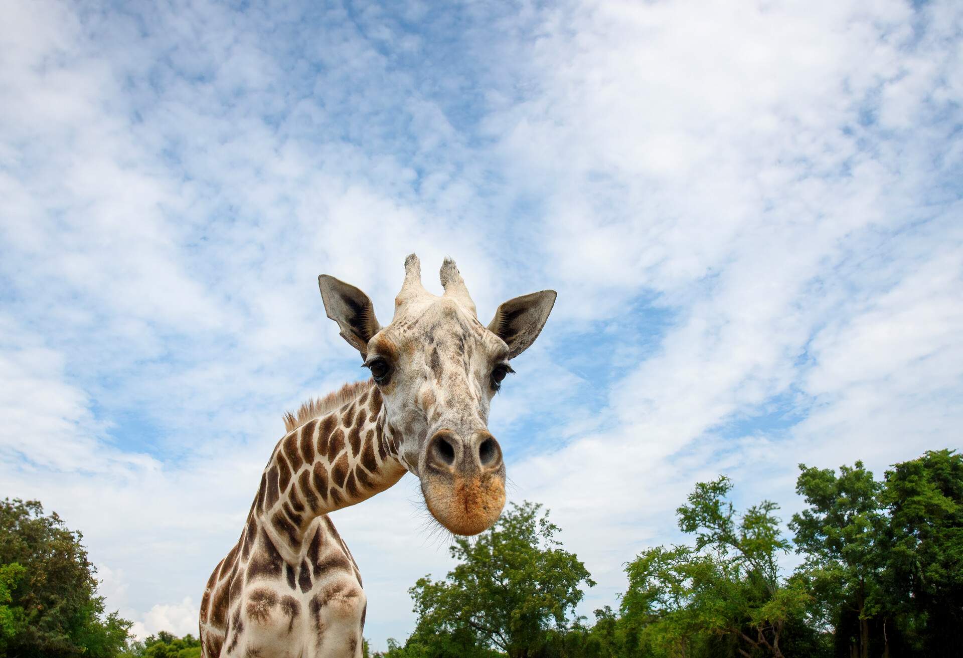 Giraffe looking at tourist car