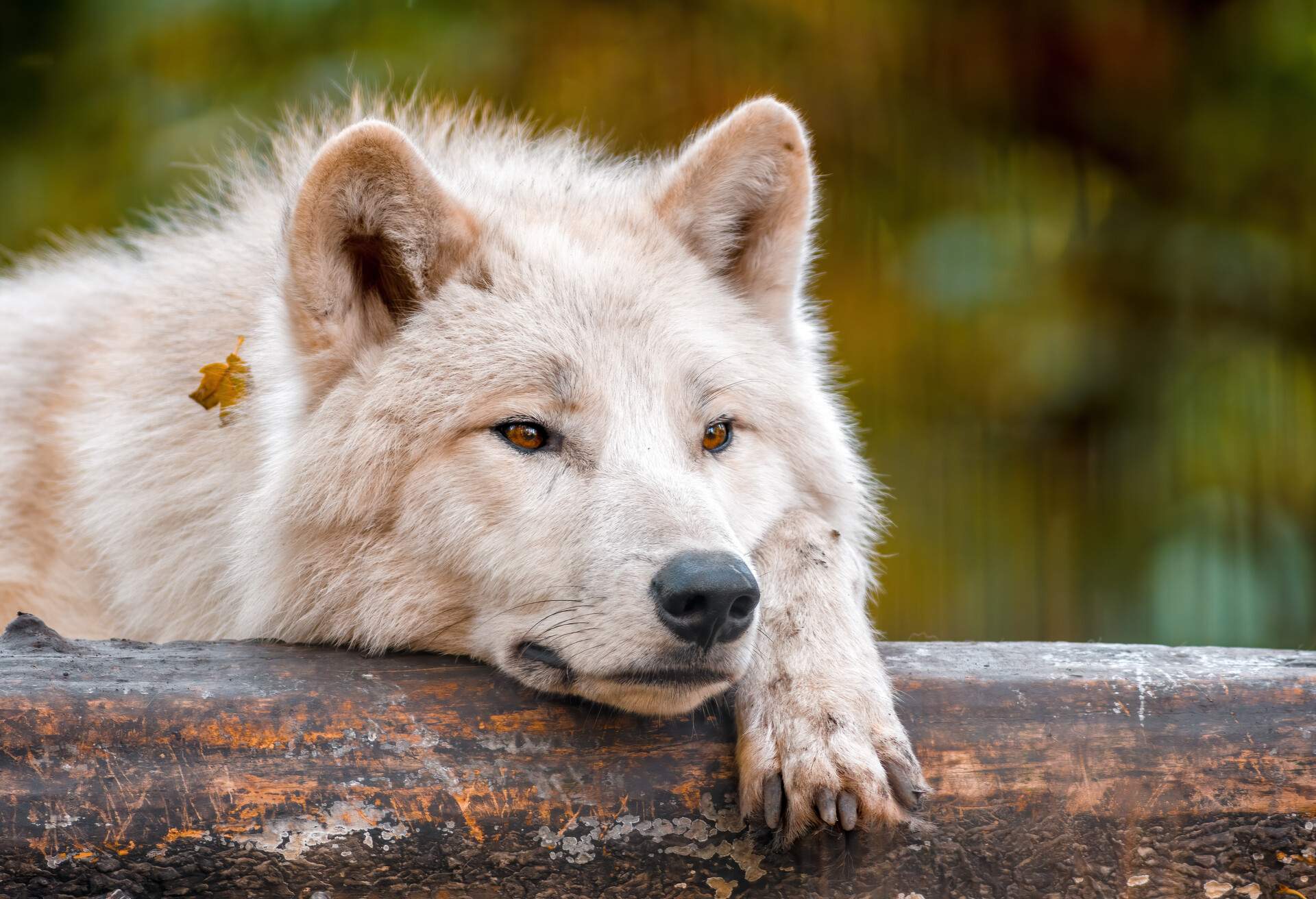 A white arctic polar wolf in Zoo Koethen Saxony Anhalt Germany