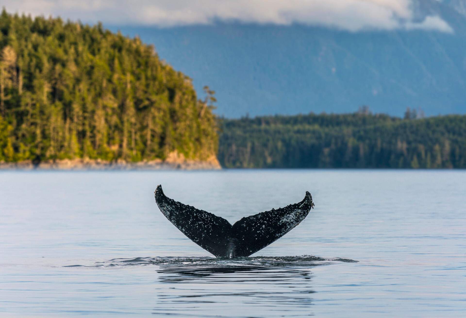 WHALE WATCHING CANADA