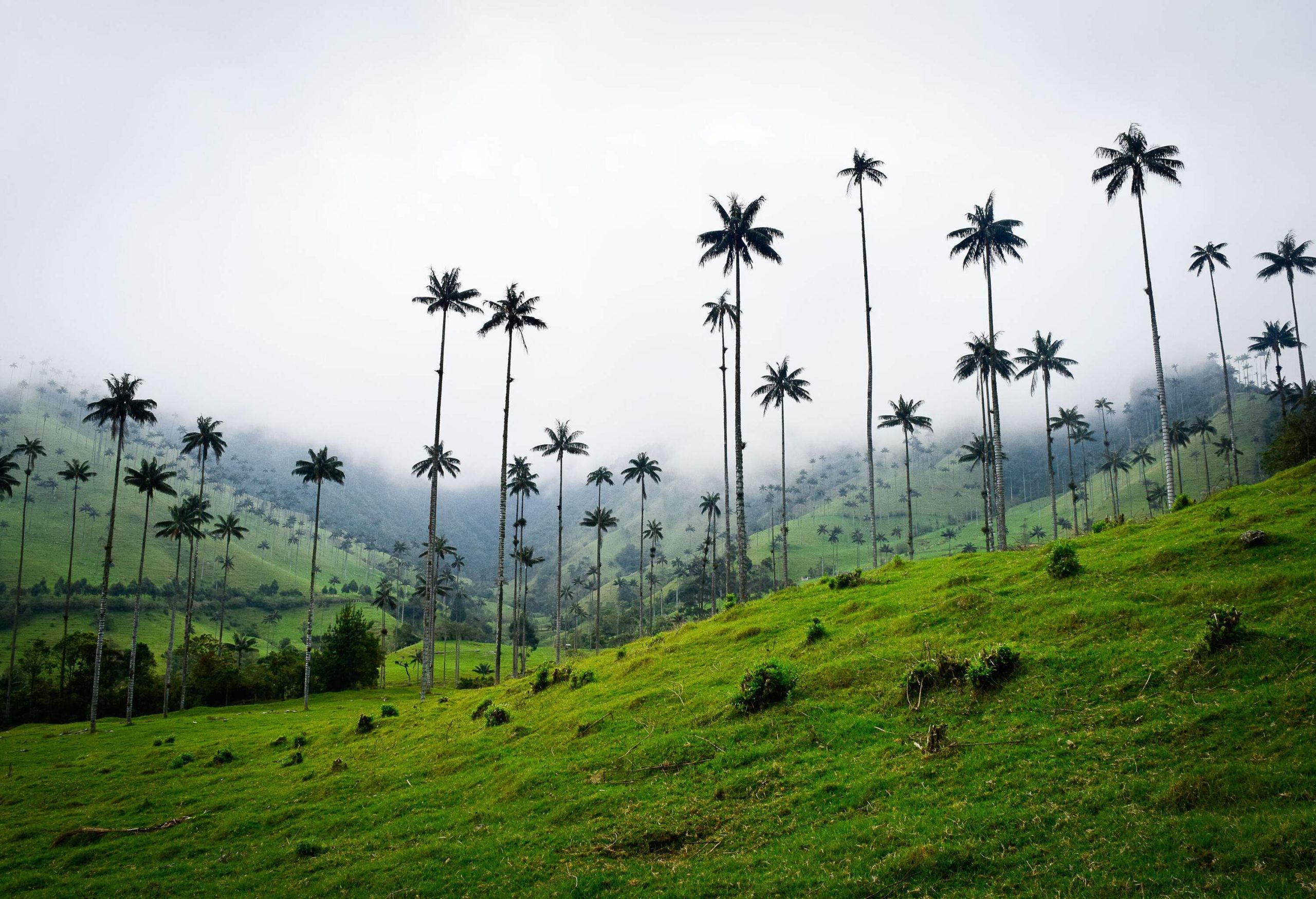A grove of tall palm trees on a foggy hill.