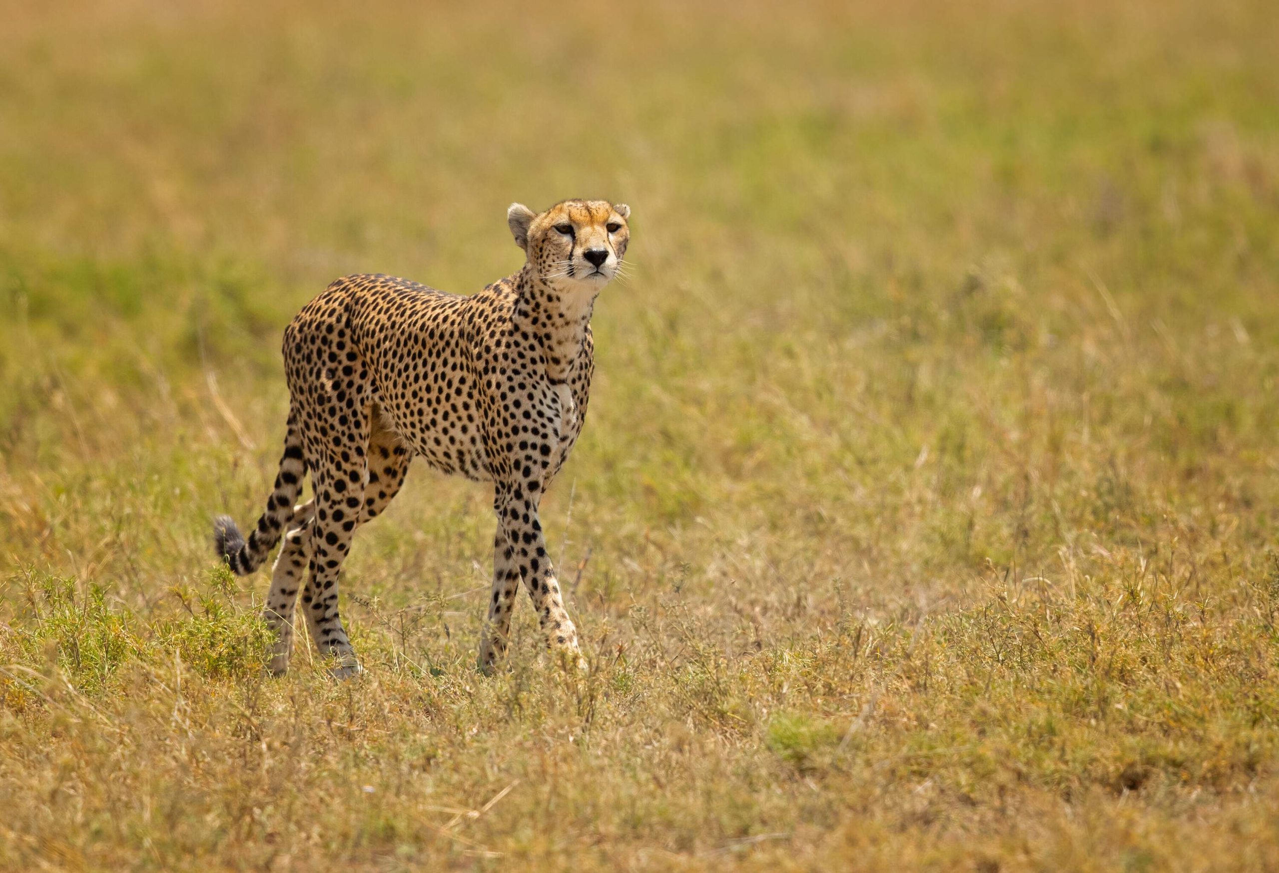 A majestic cheetah standing confidently on a grassy landscape, showcasing its strength and elegance.