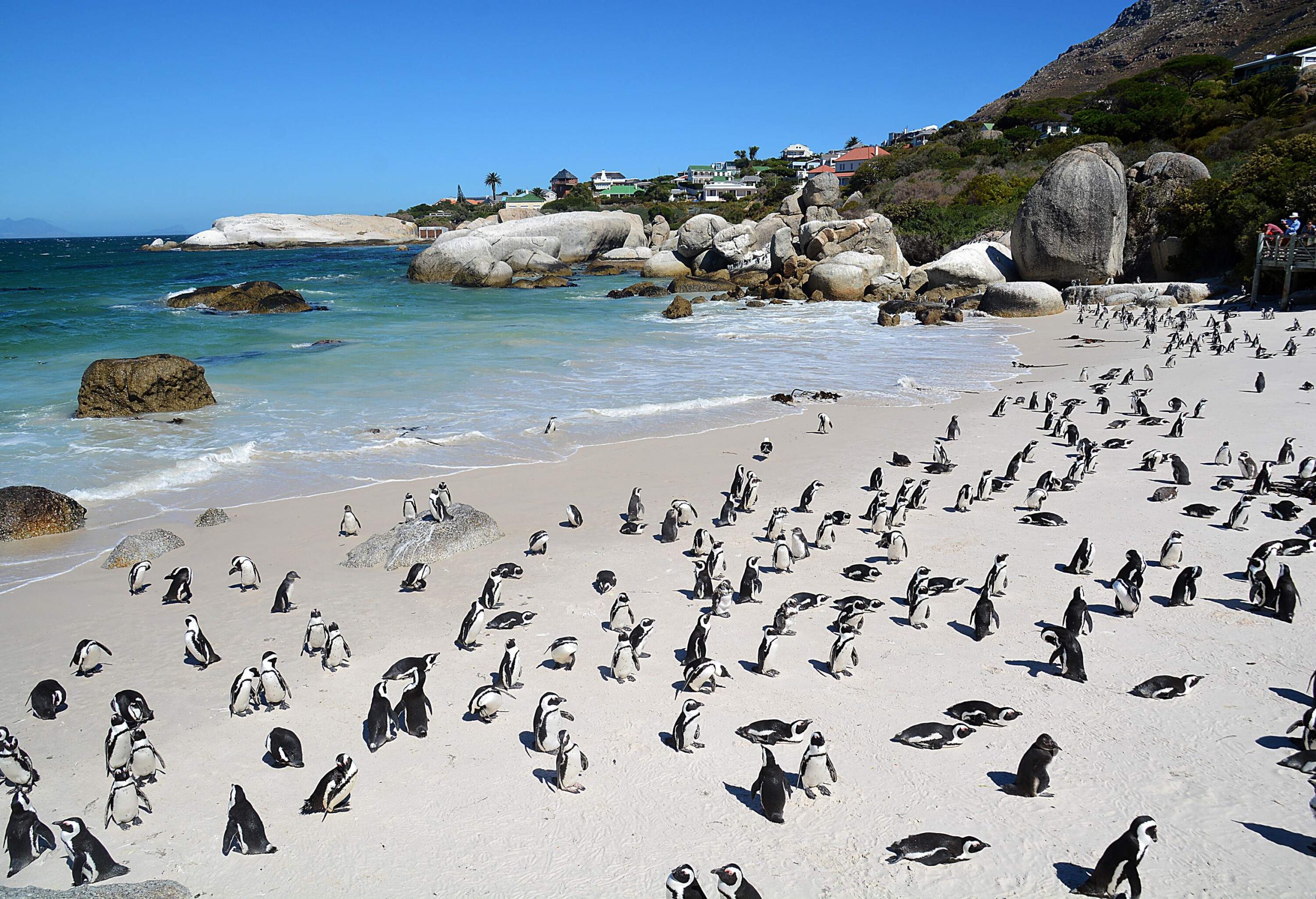 A colony of penguins spread across the pristine beach across from a boulder-strewn sea.