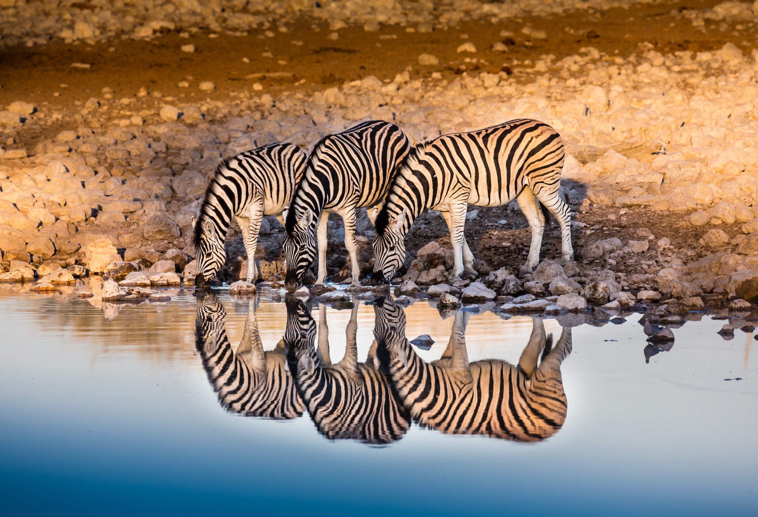 Three zebras drinking water from a pond, with their reflections mirroring on the surface.
