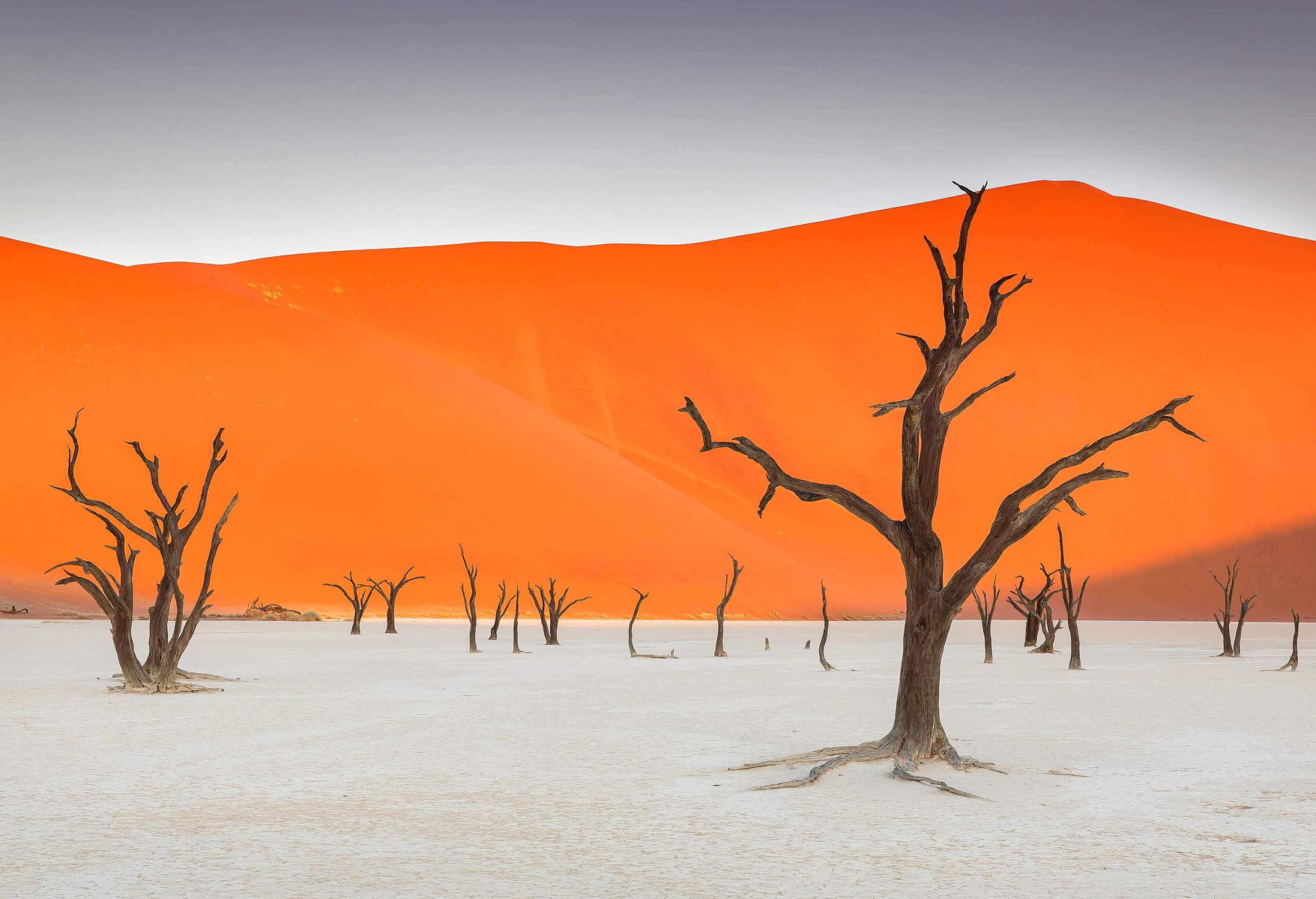 Dead desert trees across a dry valley against a backdrop of red mounds of sand.