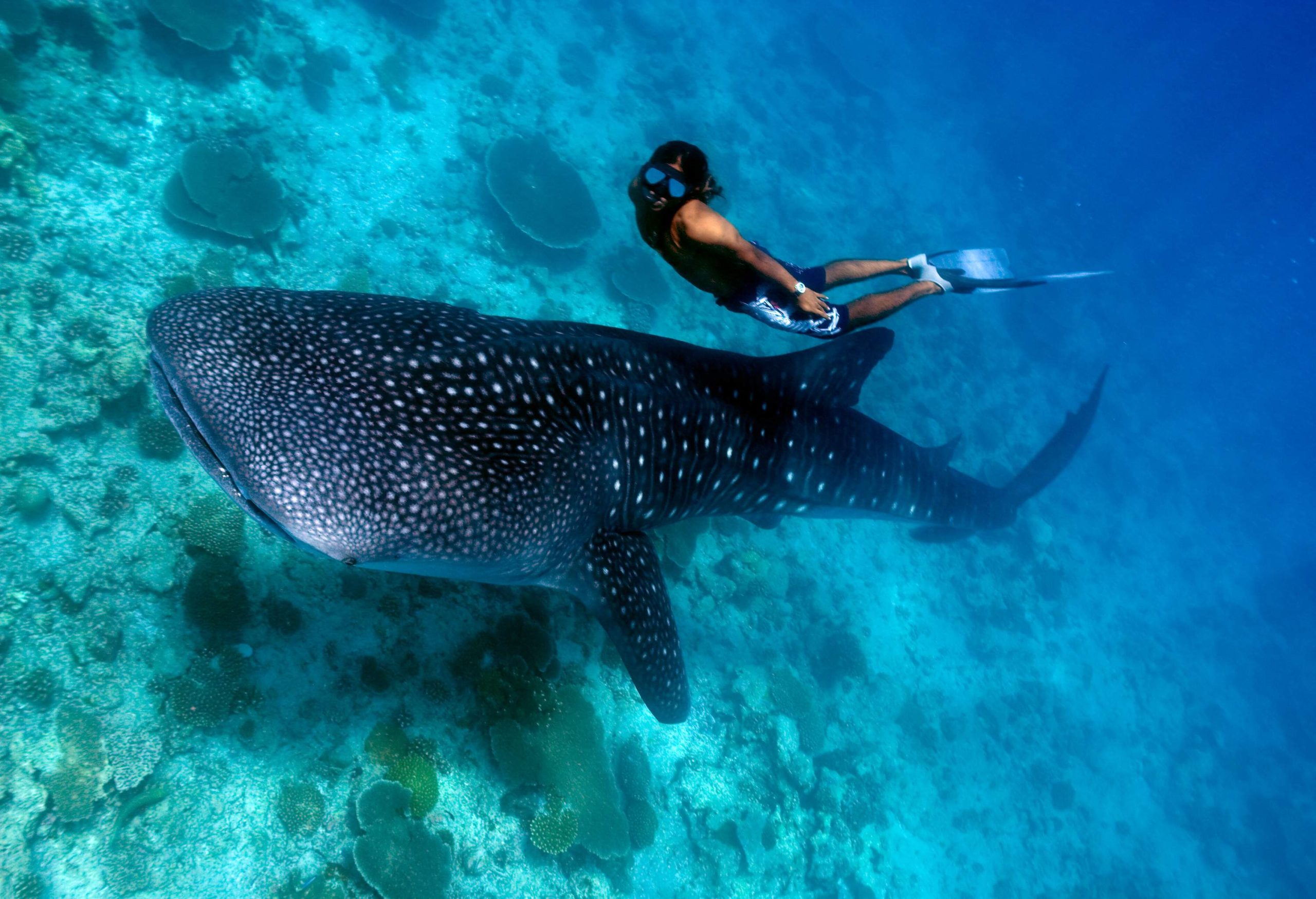 An awe-inspiring sight unfolds as a man gracefully swims alongside a majestic whale shark underwater.