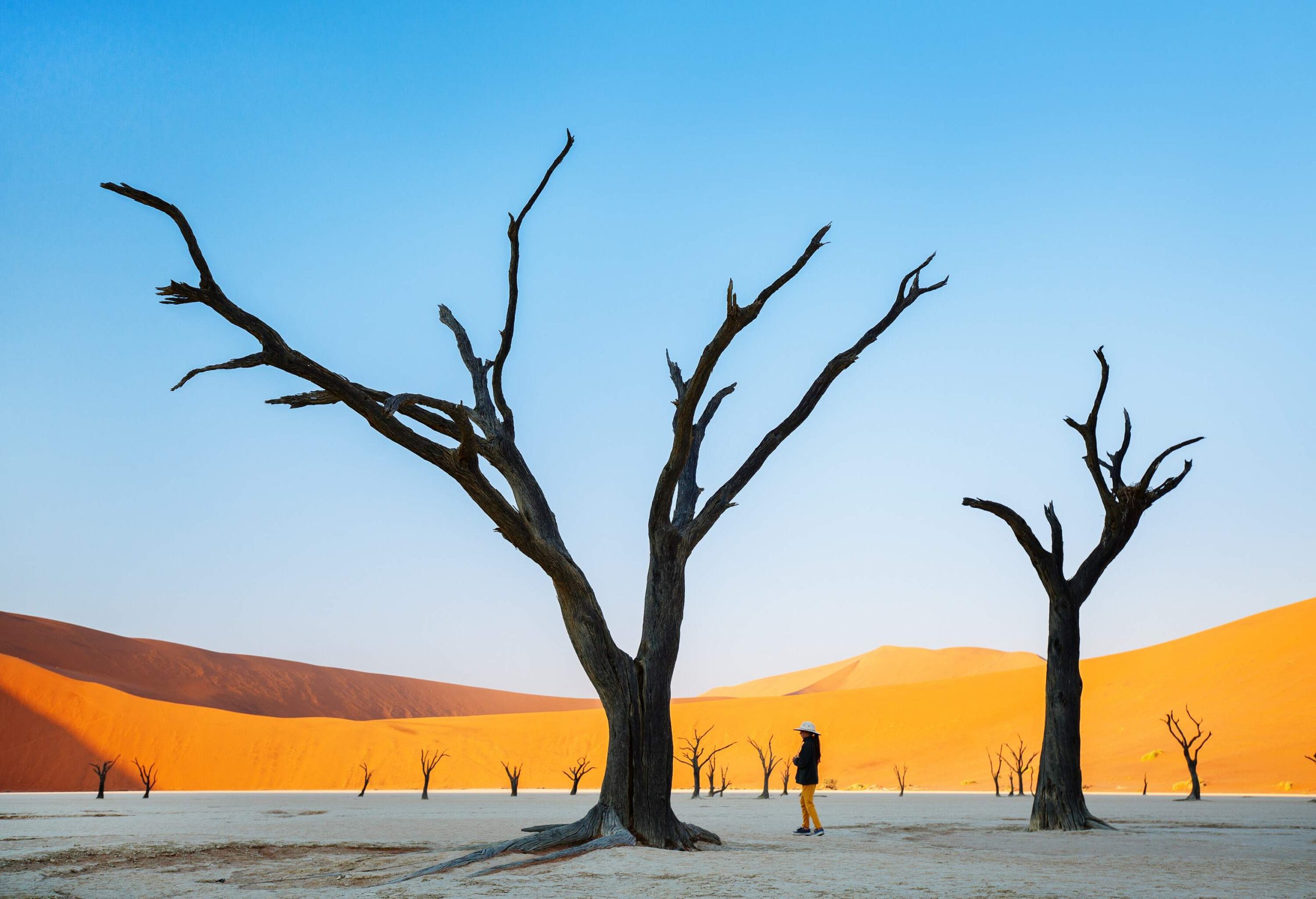 A person stands under a bare tree surrounded by dead trees and red sand dunes.