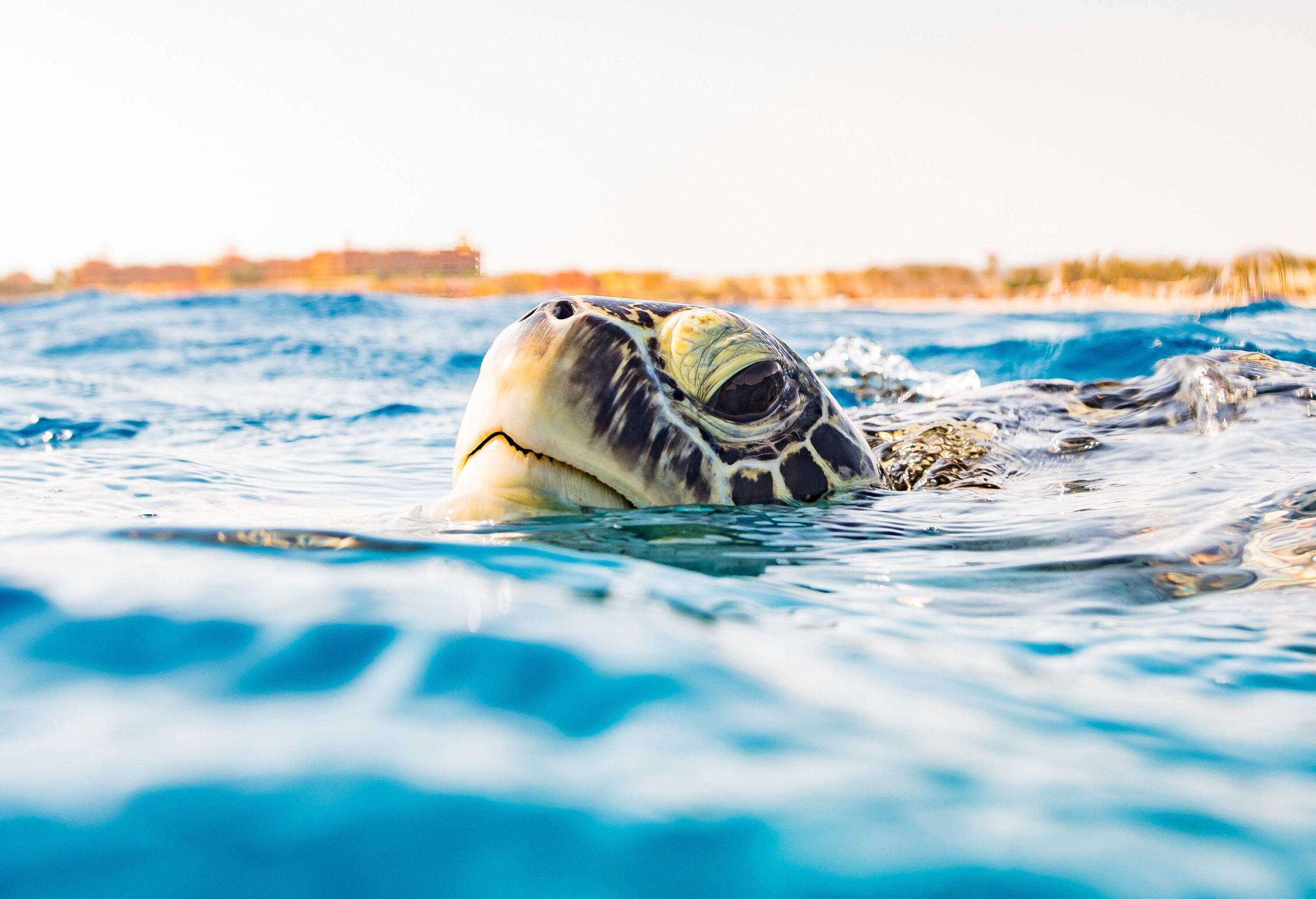 A sea turtle's head pokes out from the water's surface.