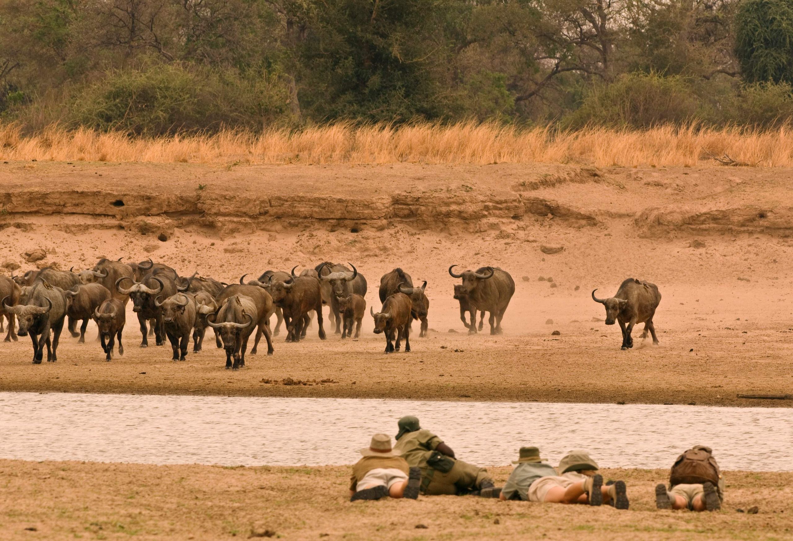 Four people are lying on their bellies on the opposite side, watching, as a herd of buffalo makes its way to a creek in a natural setting.