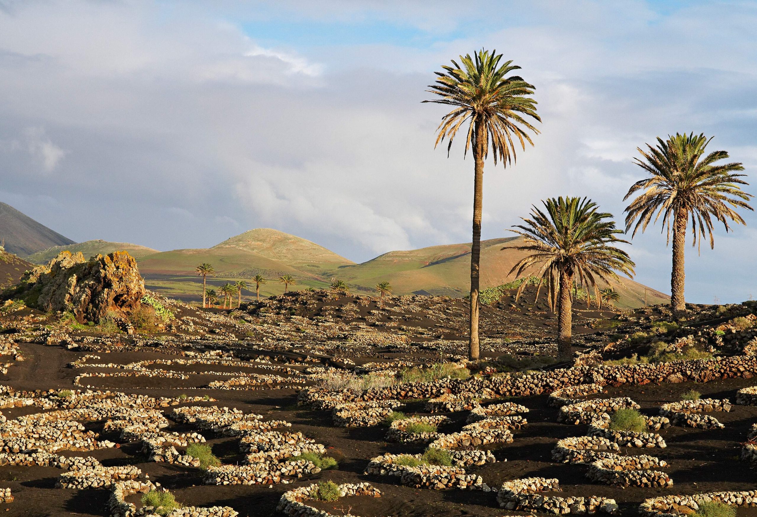 Three palm trees stand beside a field of plants growing inside the crater-like hollows on fertile grounds.
