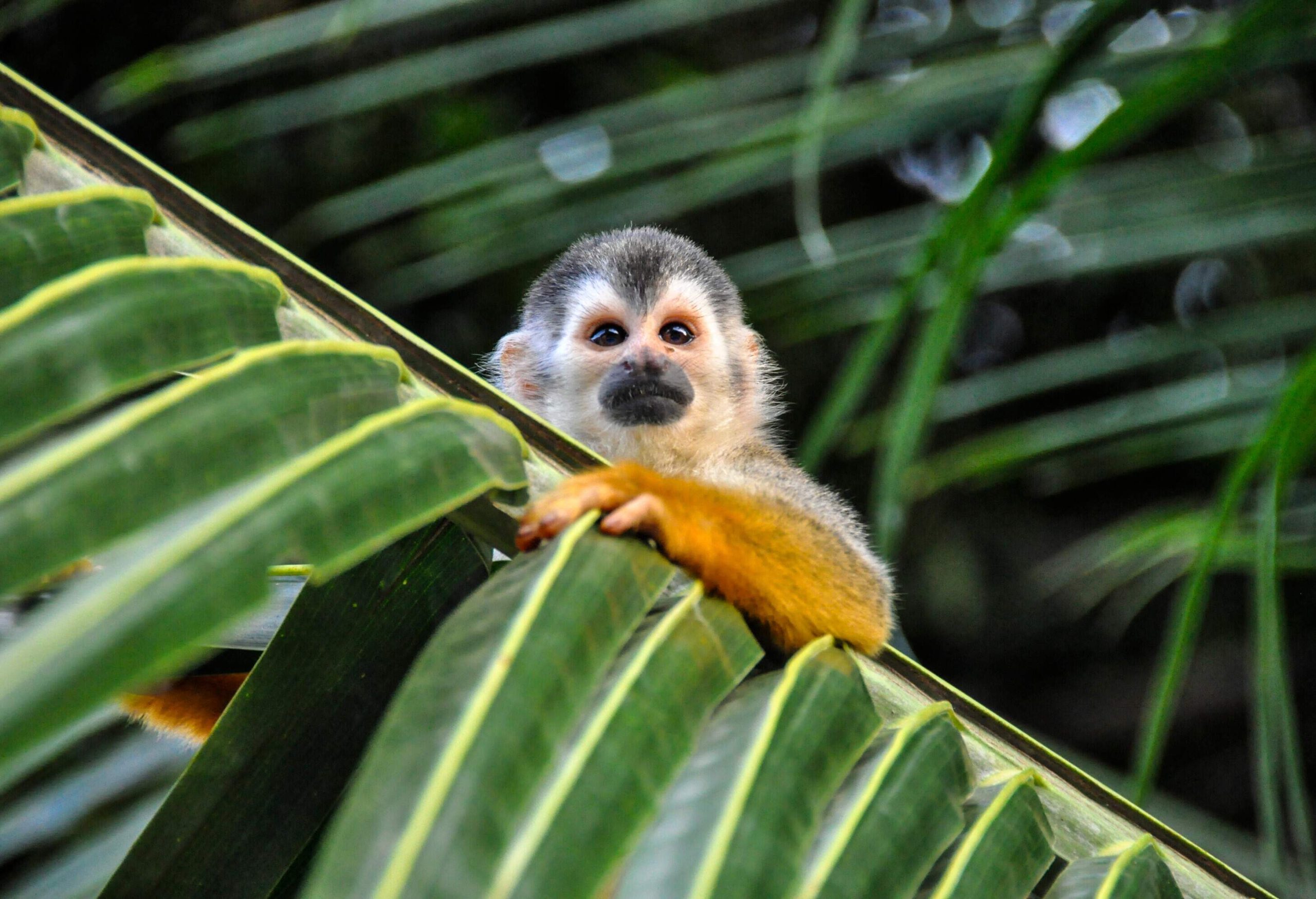 A monkey rests on a palm leaf.