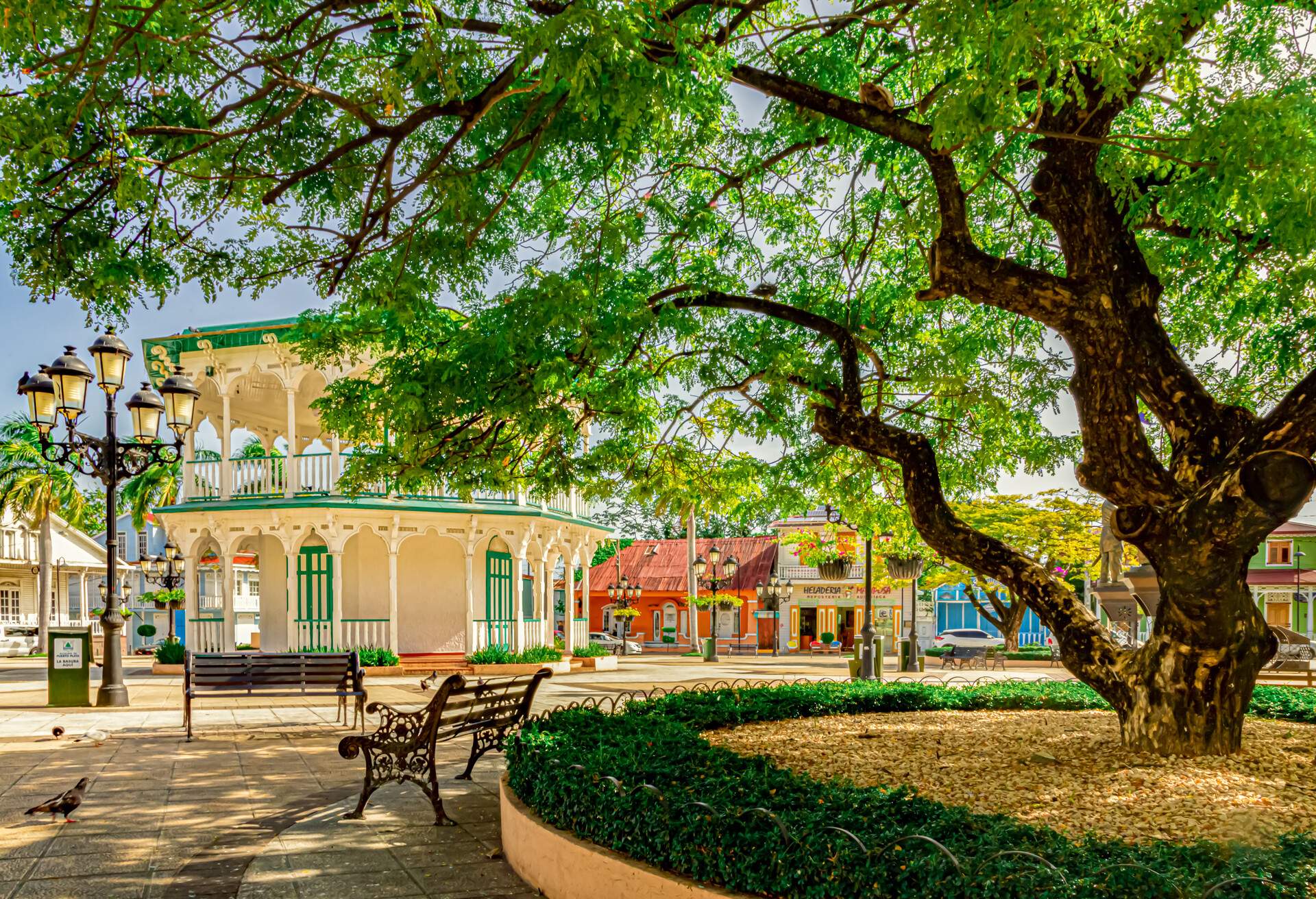 Big tree in the Central Park of Puerto Plata, Independence Square, Plaza de Independencia 