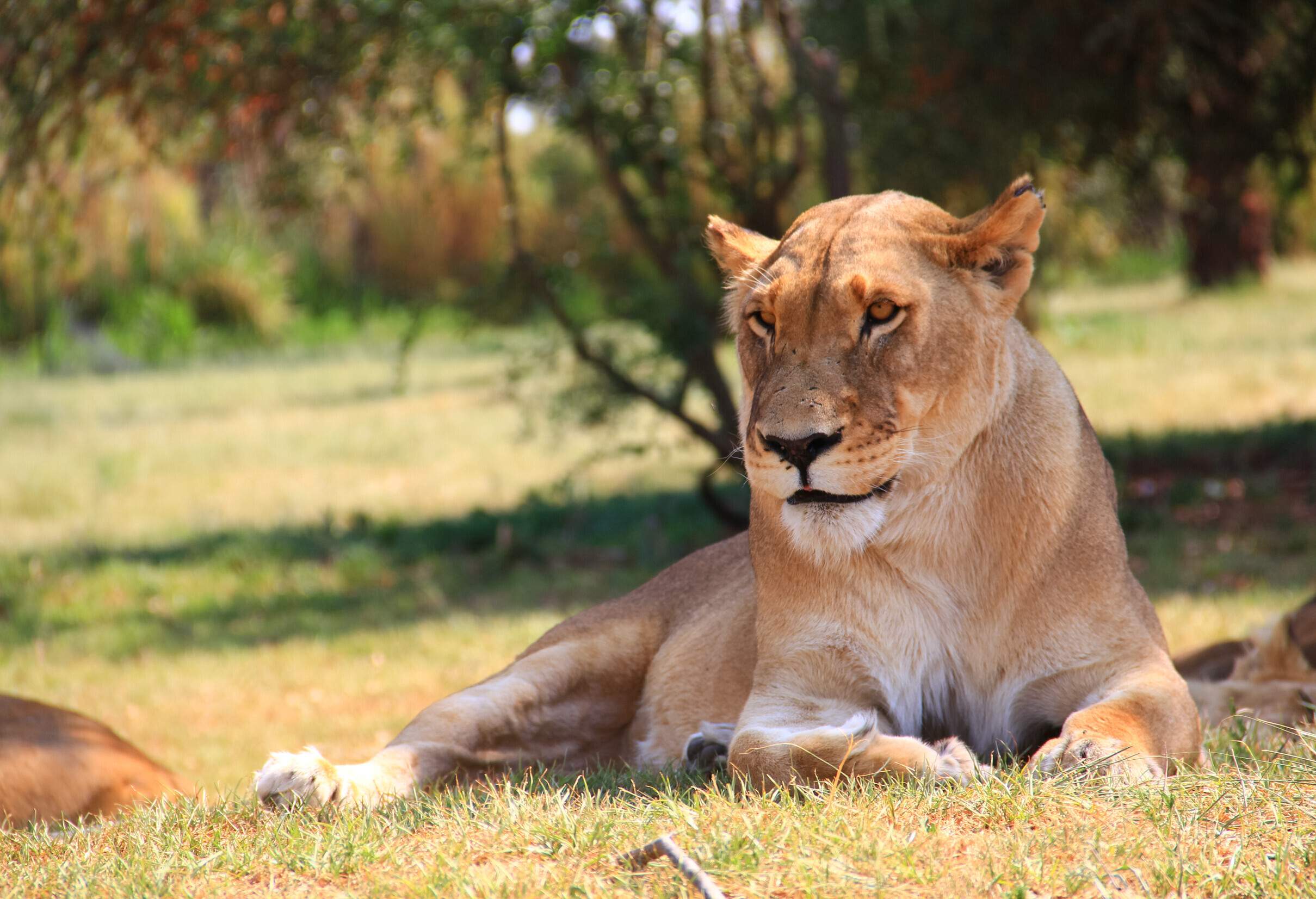 A lioness rest in the grassy landscape in the wild.
