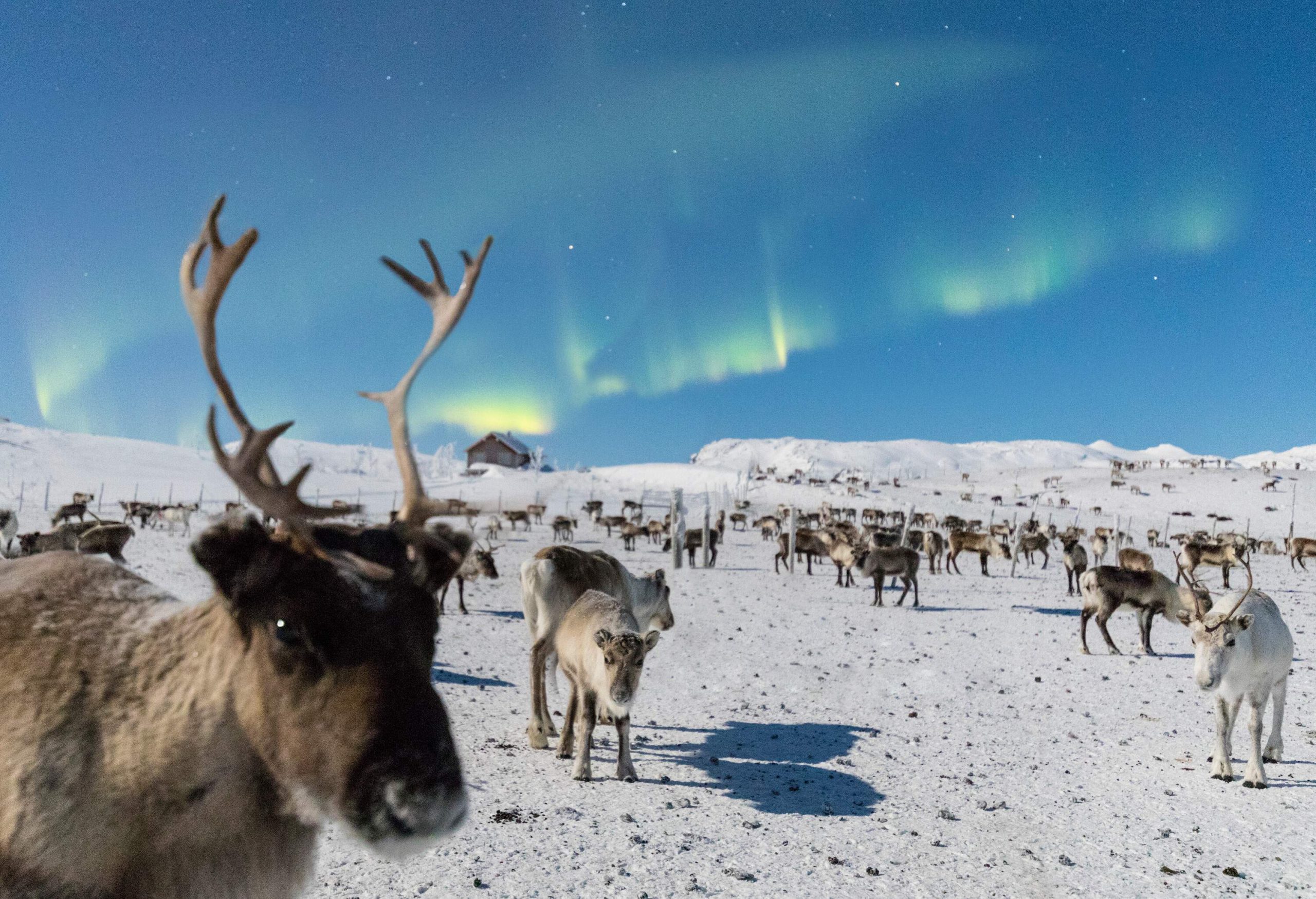 Numerous reindeer on snow-covered land with a single house under the northern lights of the blue sky.
