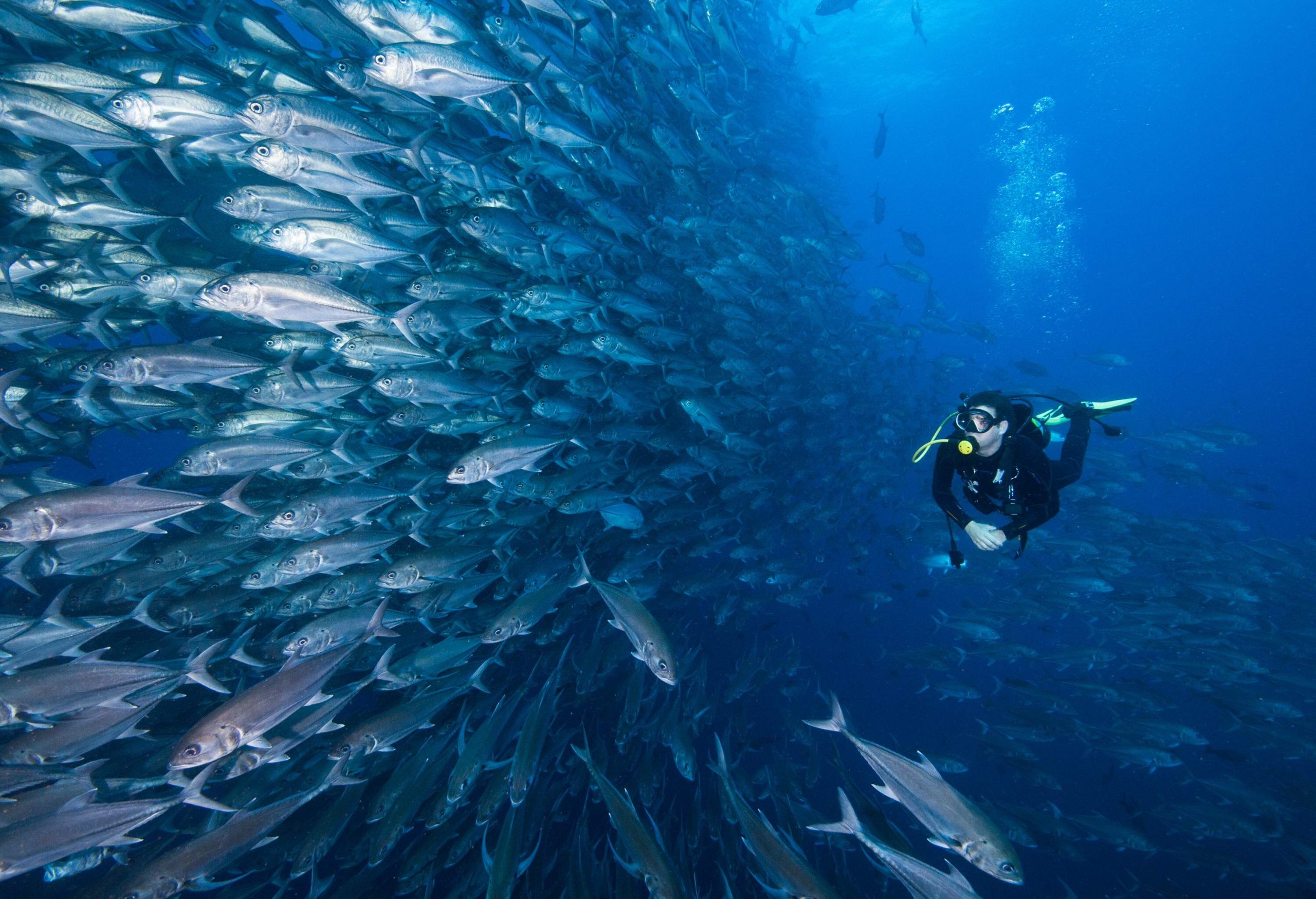 A scuba diver swimming alongside a large school of fish.