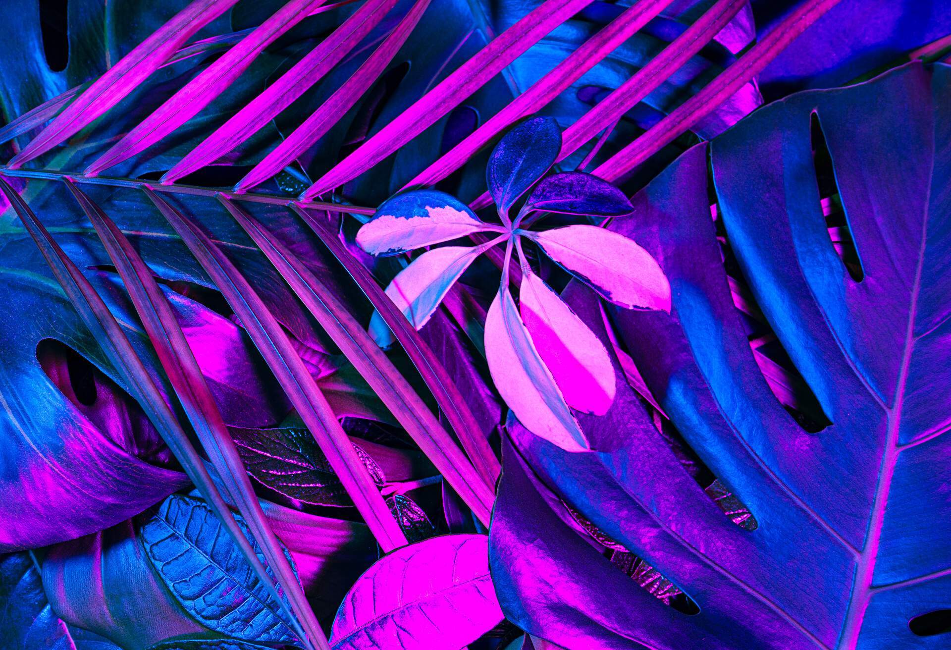 NATURE_PLANTS_NEON_LIGHT