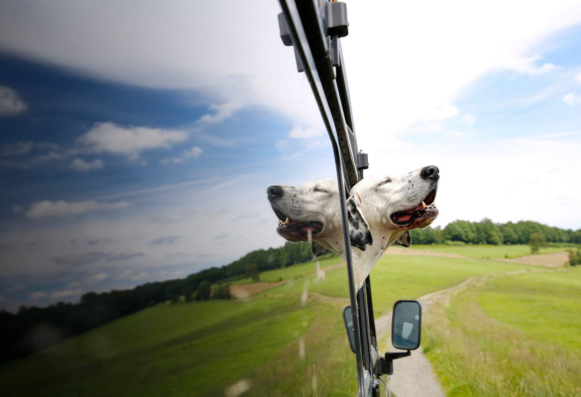 ROADTRIP_CAR_PETS-DOG