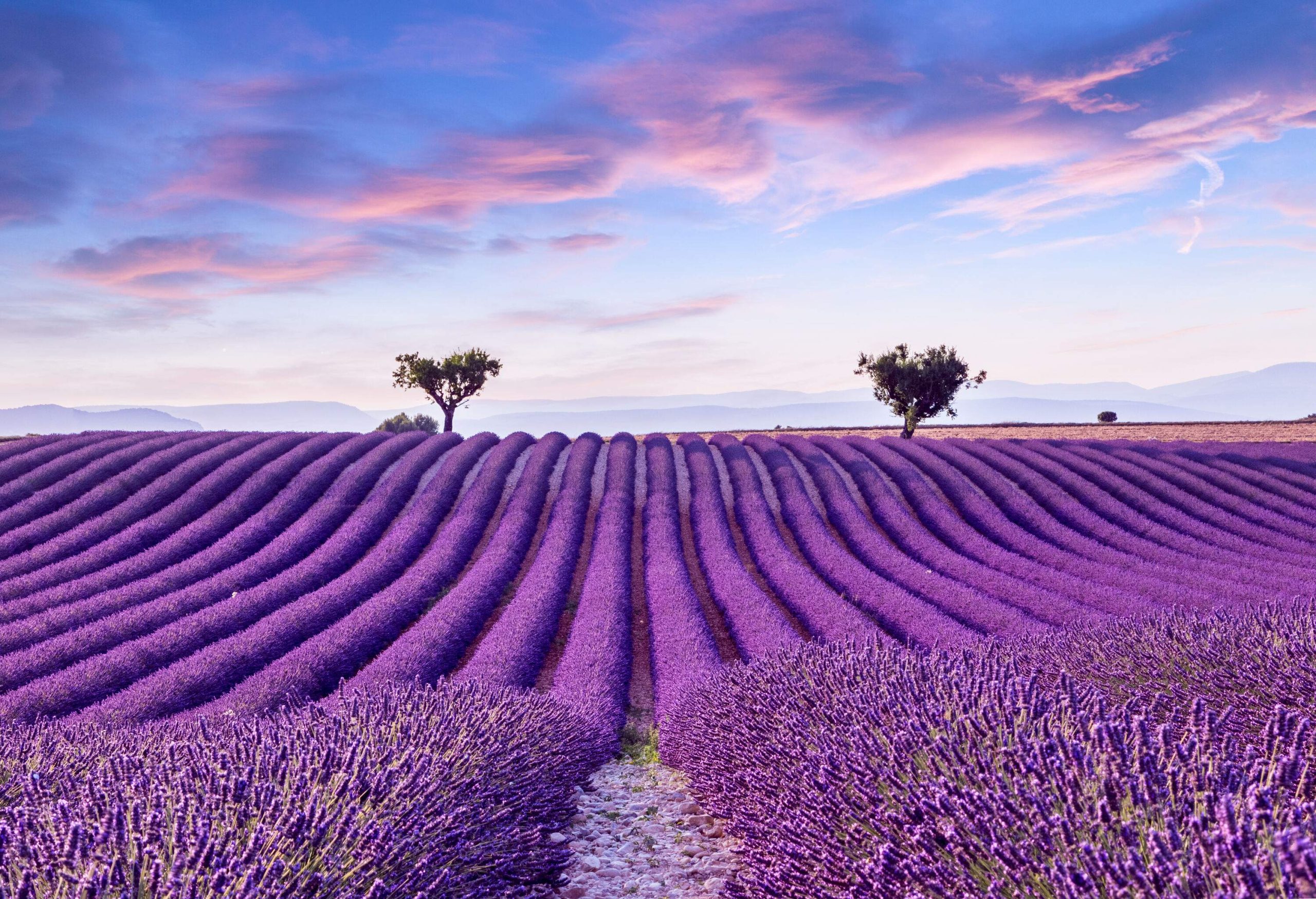 Enthralling rows of lavender in a field with a couple of trees in the distance.