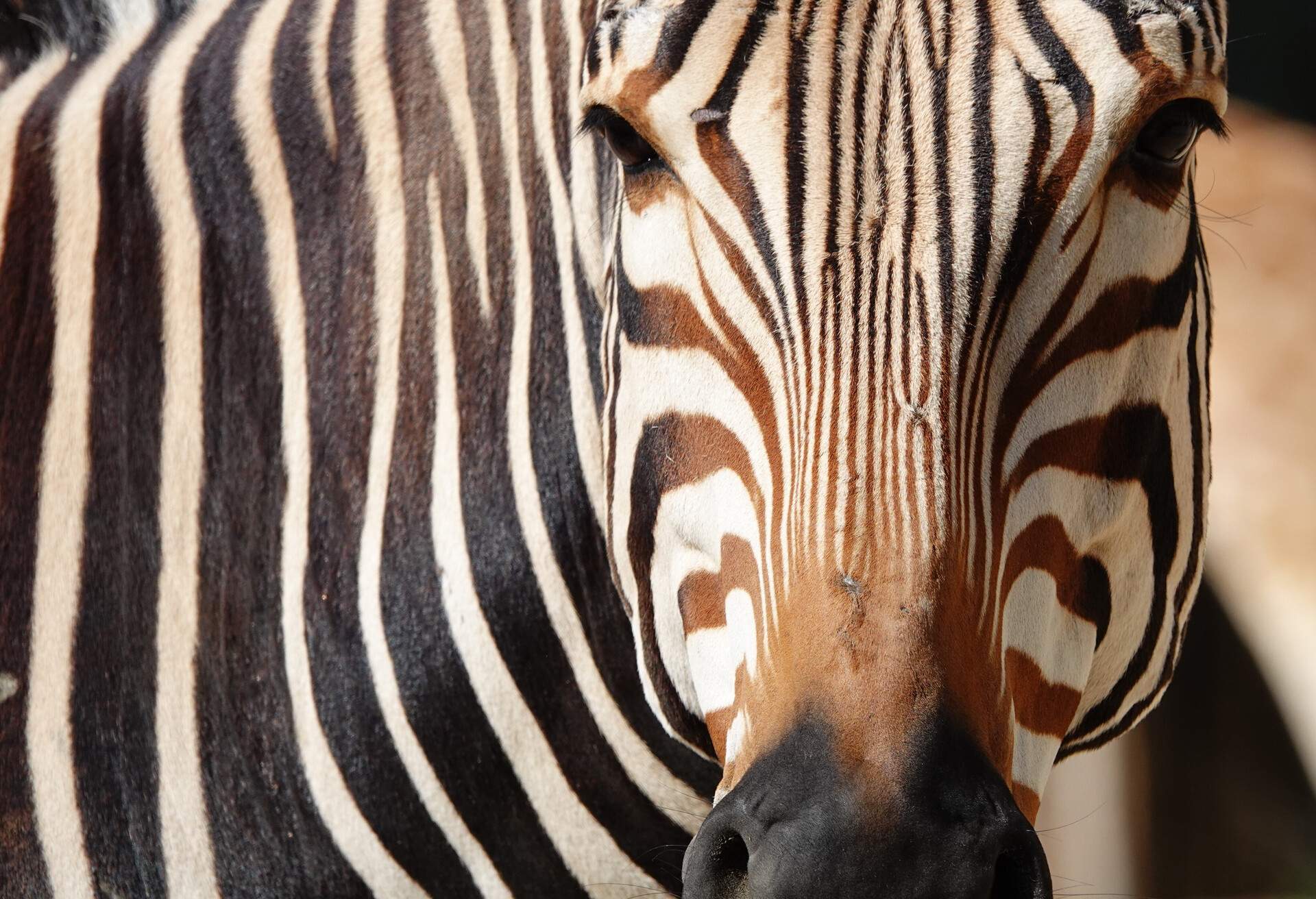 A striking zebra with its distinctive black and white stripes.