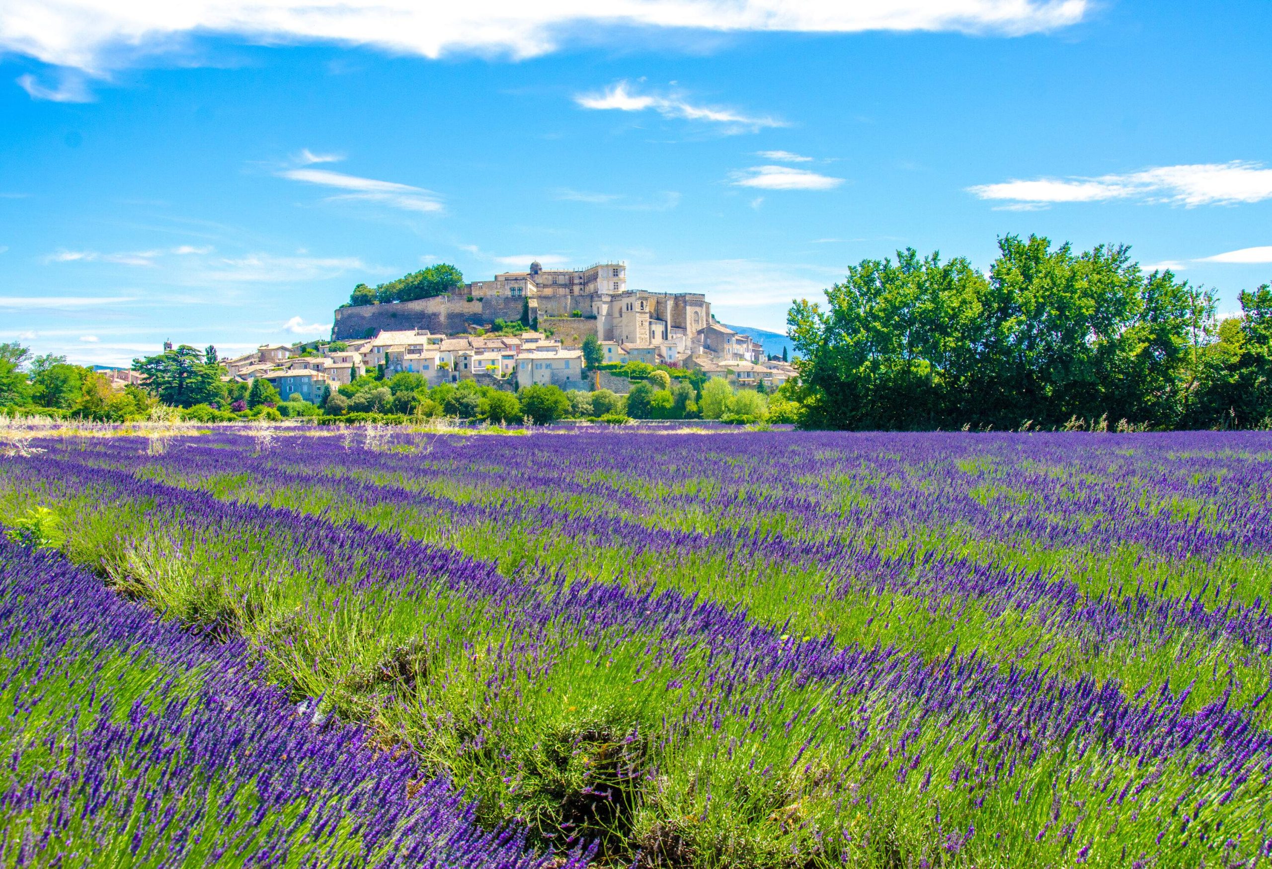 A field of lavender shrubs with an ancient hilltop village in the background.