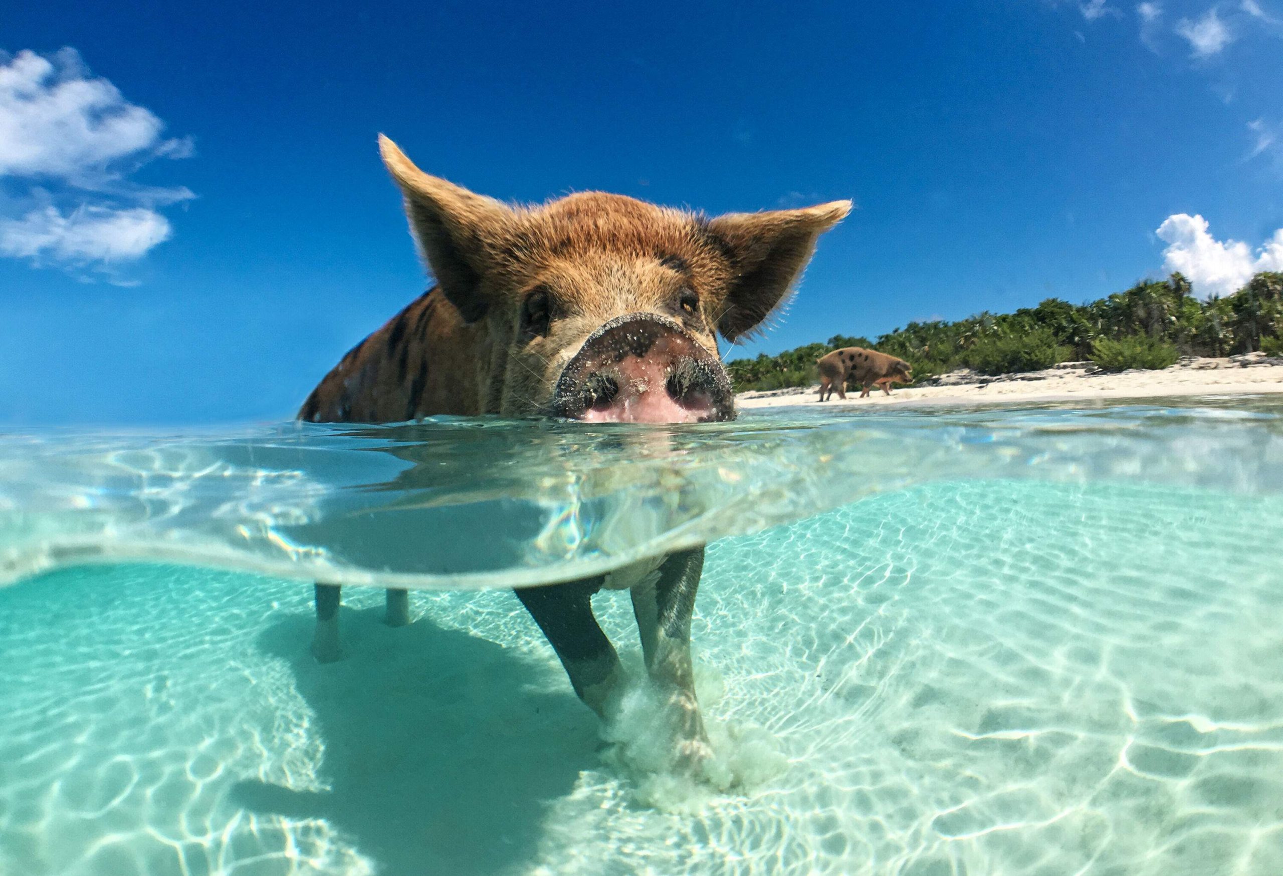 A close-up of a cute pig submerged in the clear sea near the white sand shore lined by tall green trees.