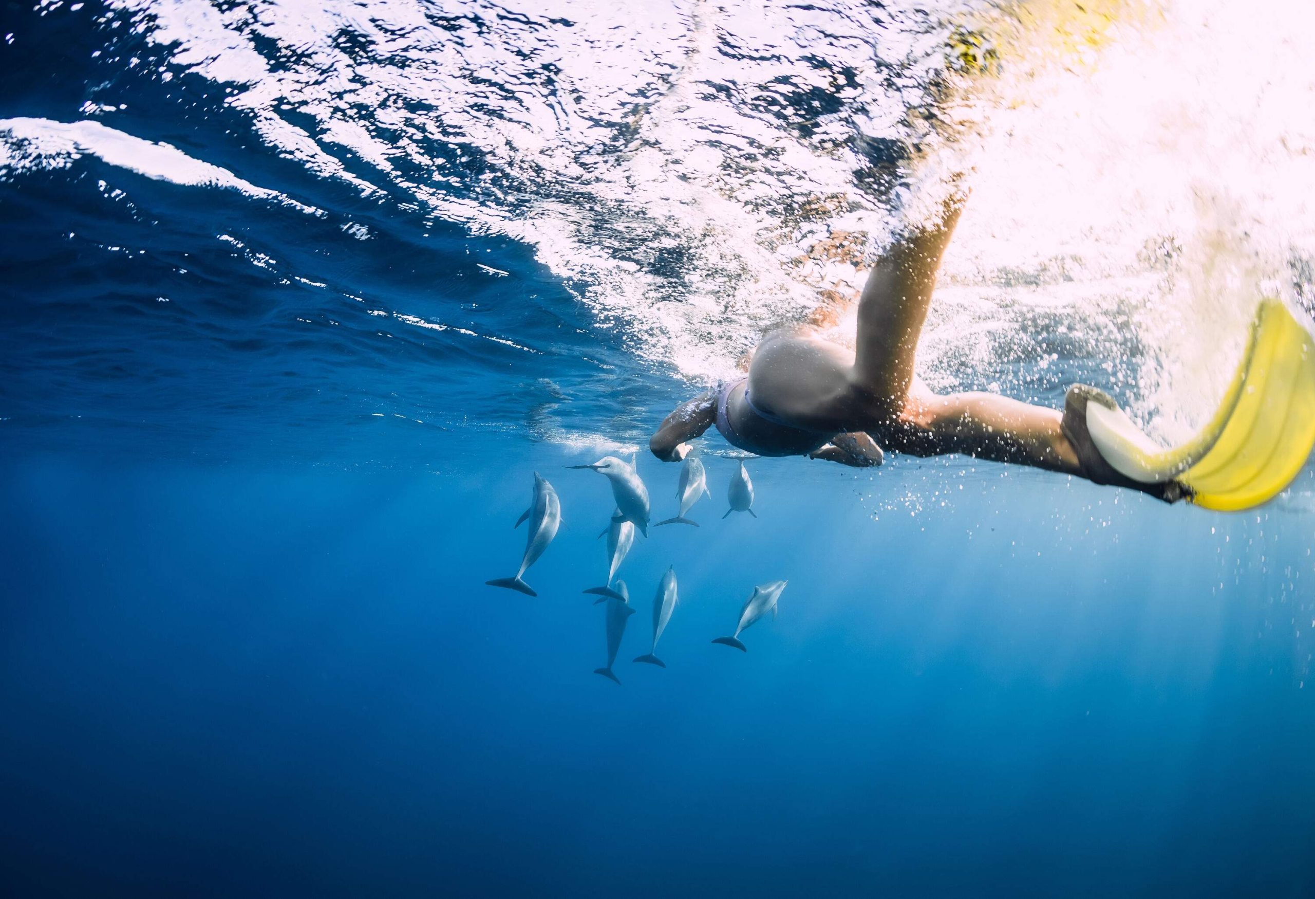 A woman snorkelling with dolphins in the sea.