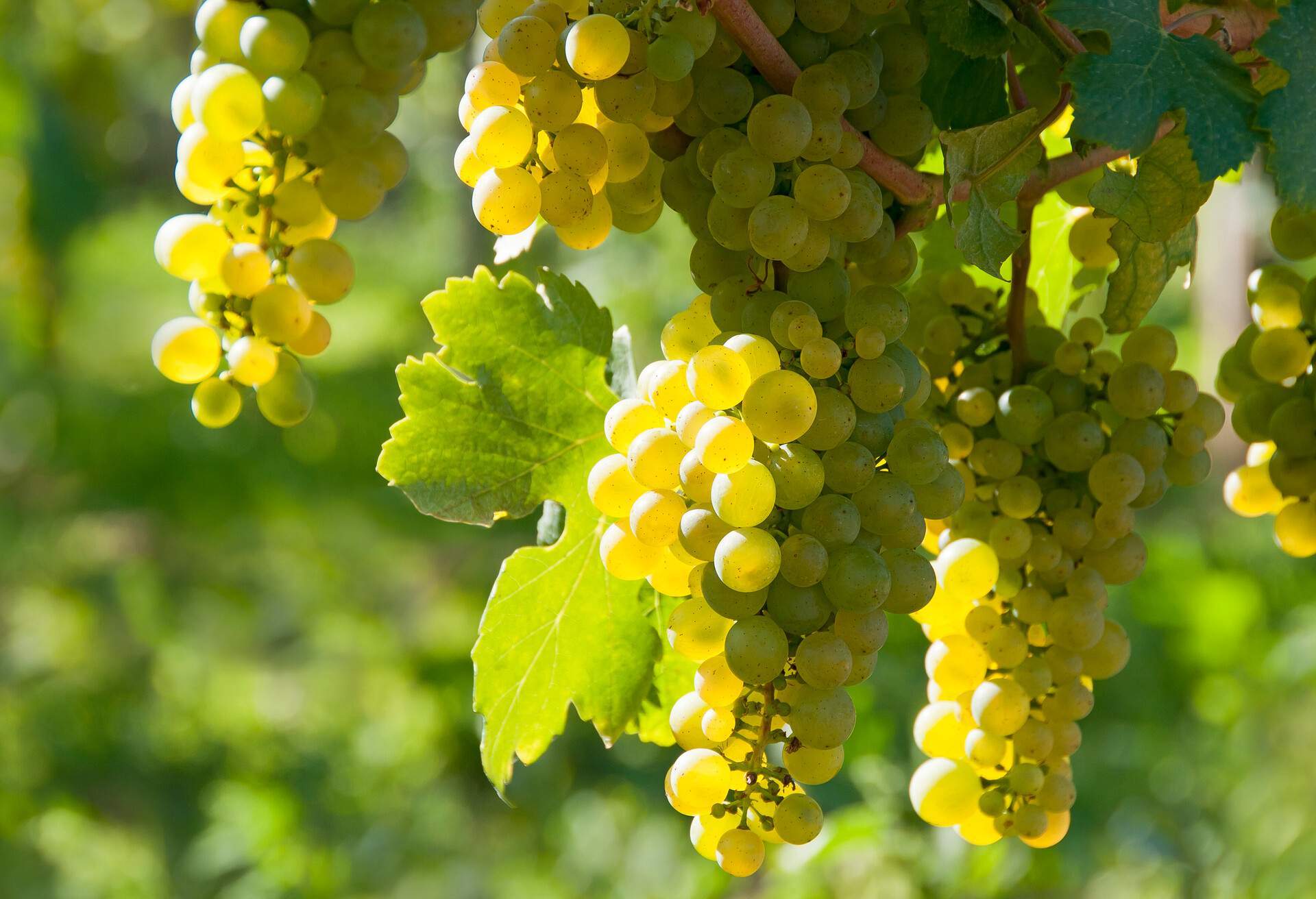 Lush green grapes dangle enticingly from the vine.