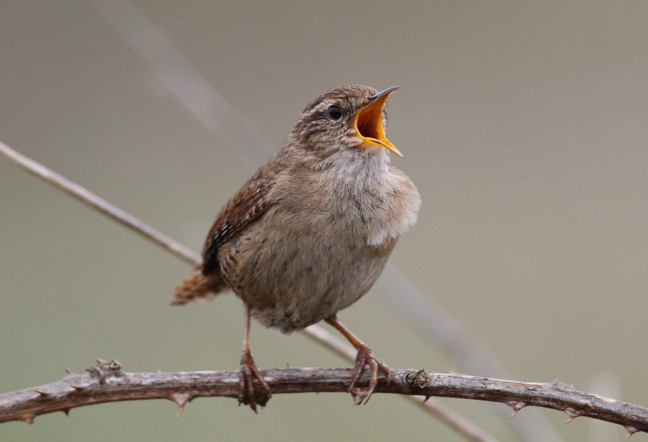 Un Troglodyte mignon perché sur une ronce, chantant à pleine voix