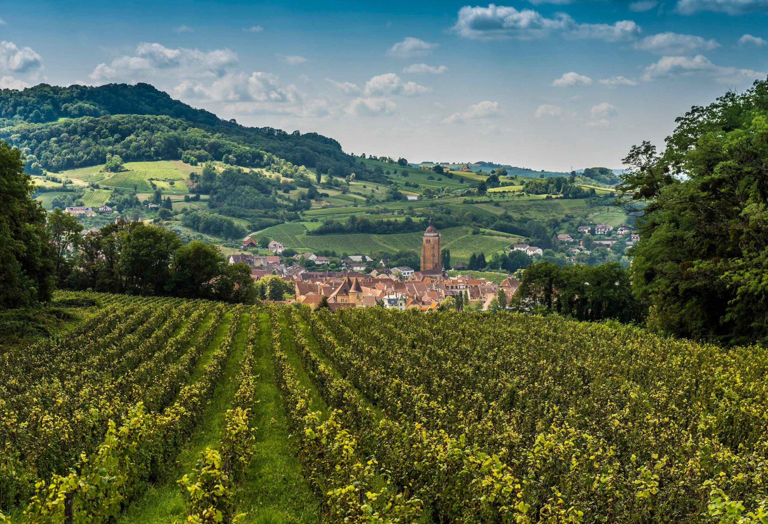 Eye level view of vineyard with an old village on a hill in the background