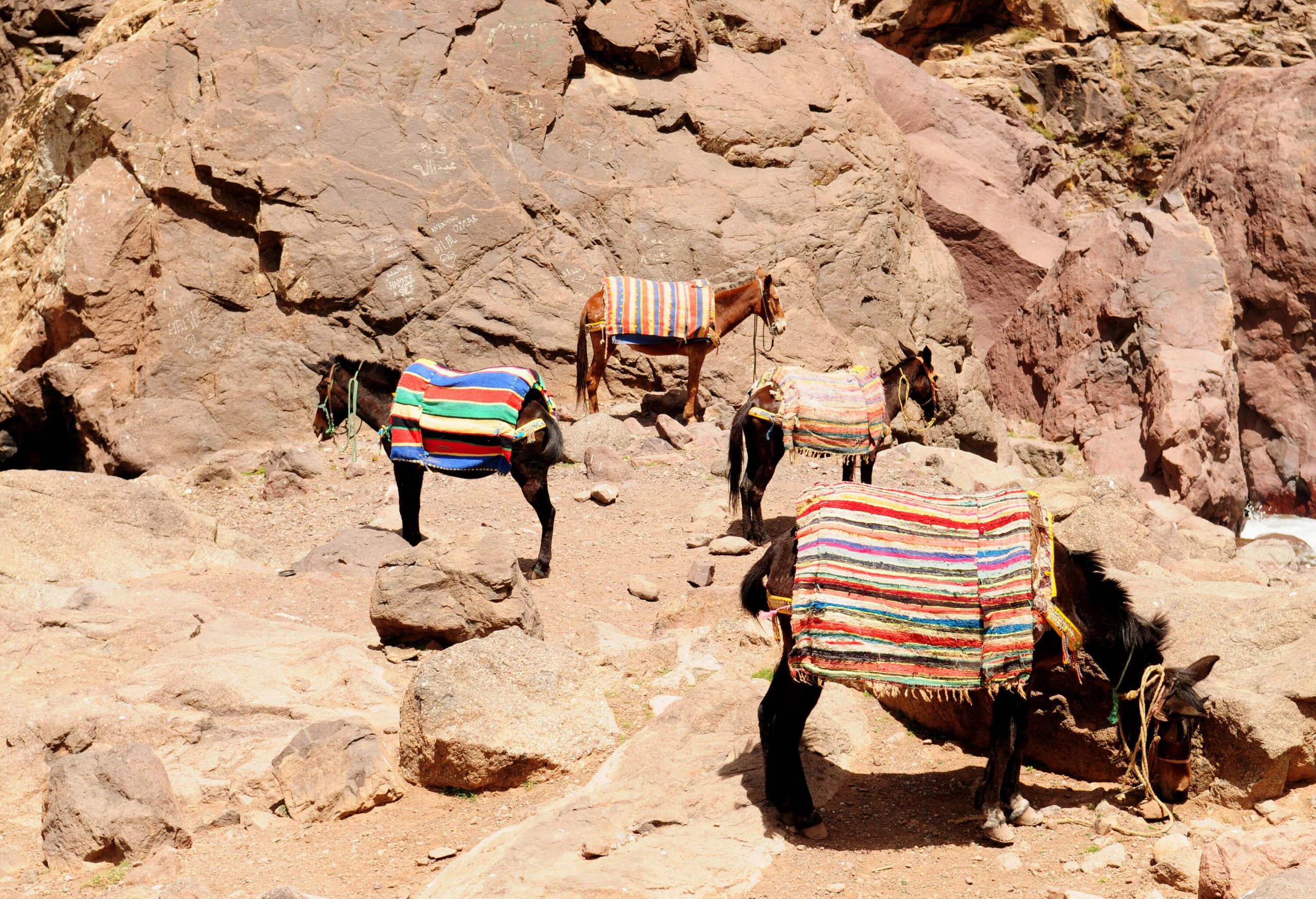 A pack of mules on a rocky trail covered in colourful blankets.