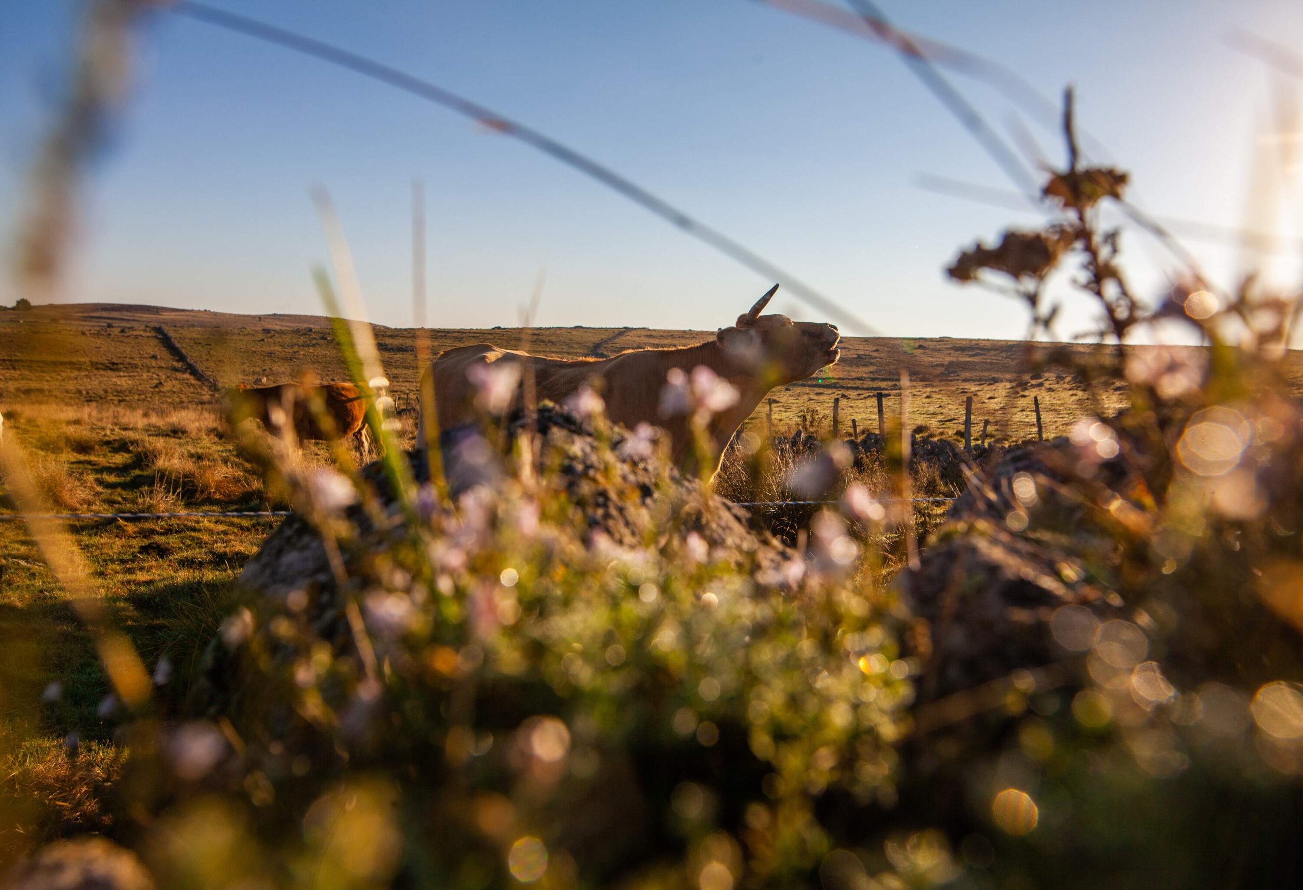 dest_france_aubrac_cow_theme_nature_gettyimages-1429986832_universal_within-usage-period_100866