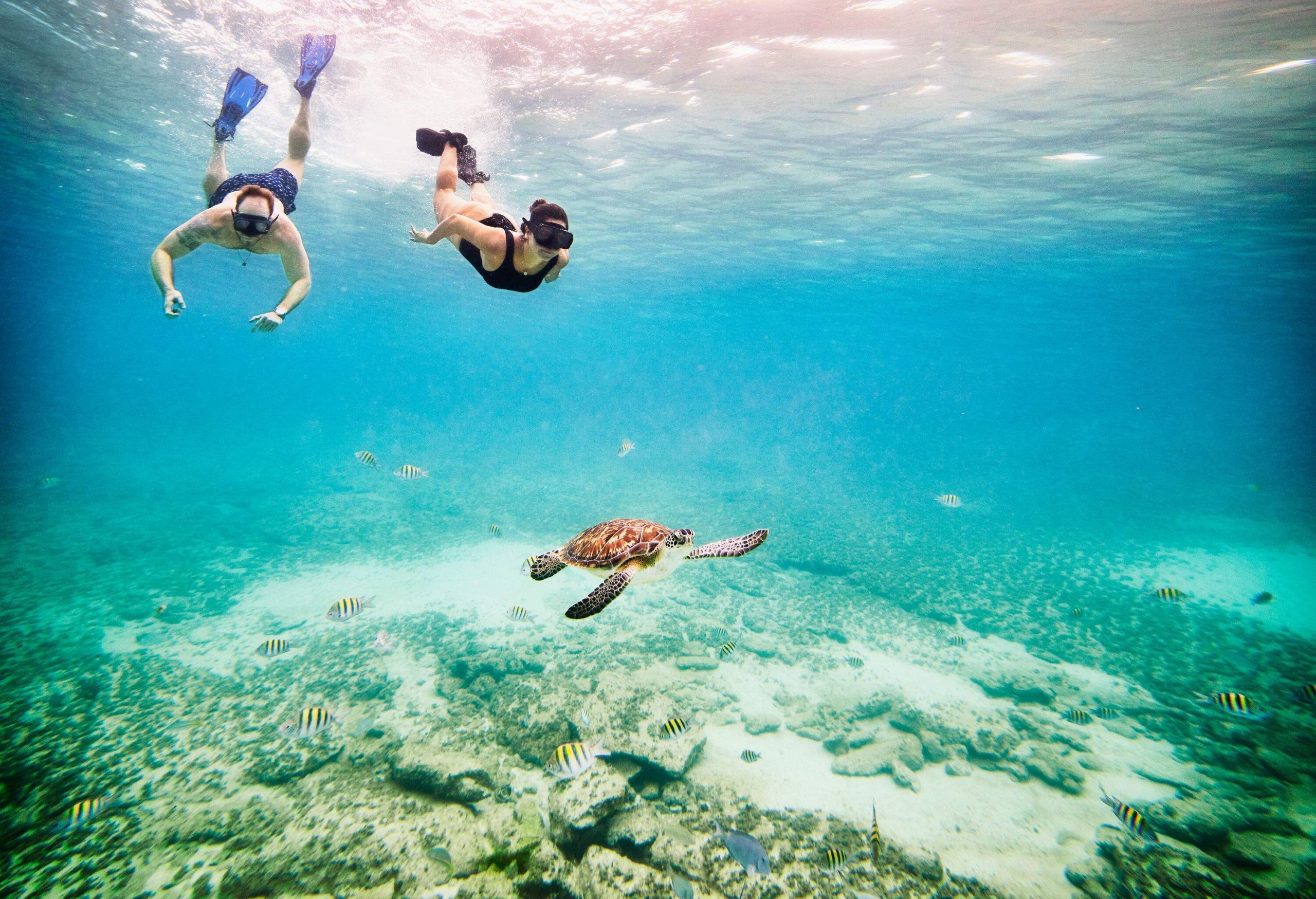 A couple snorkelling while viewing a sea turtle and a couple of colourful fish near the sea floor.