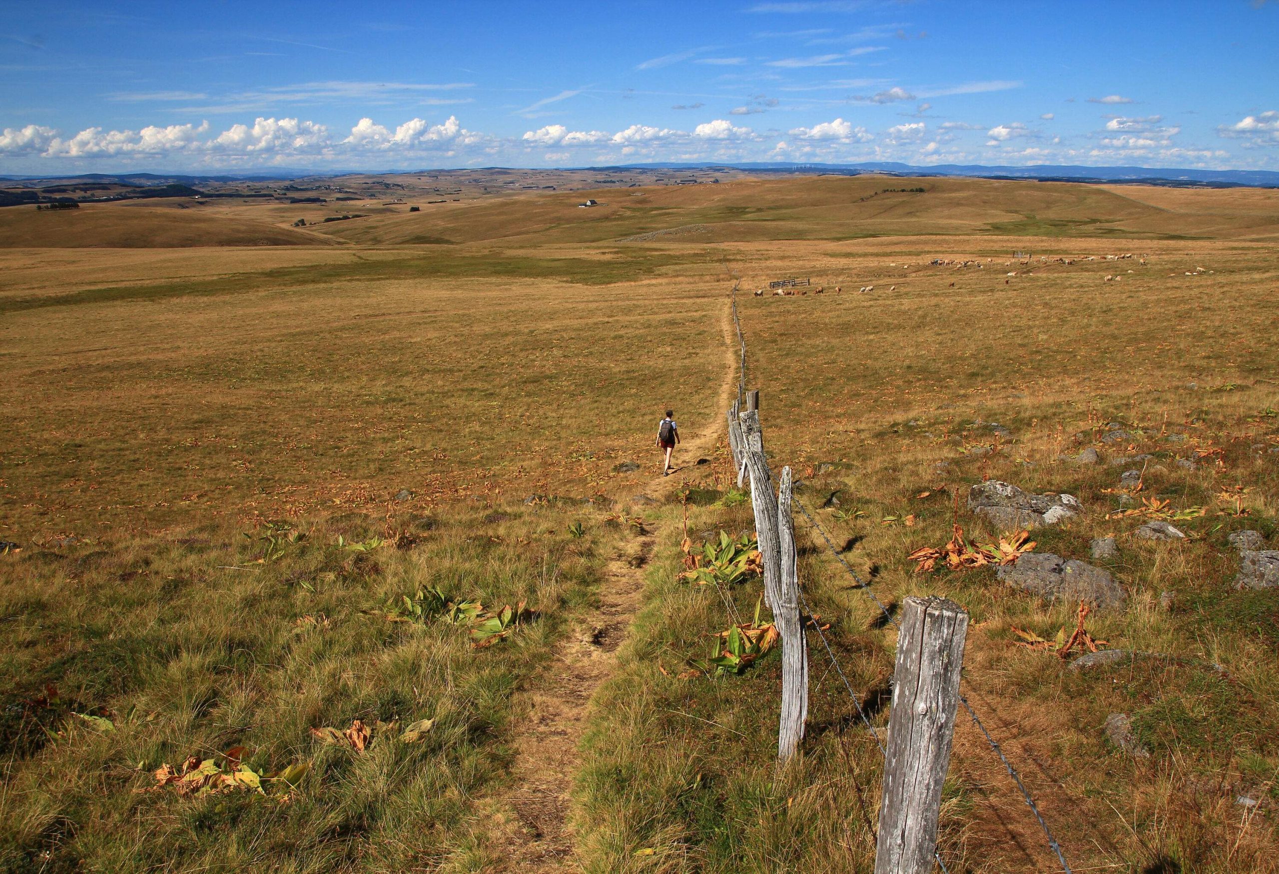 A hiker walks along a fence in an Aubrac pastures (Lozère, France)