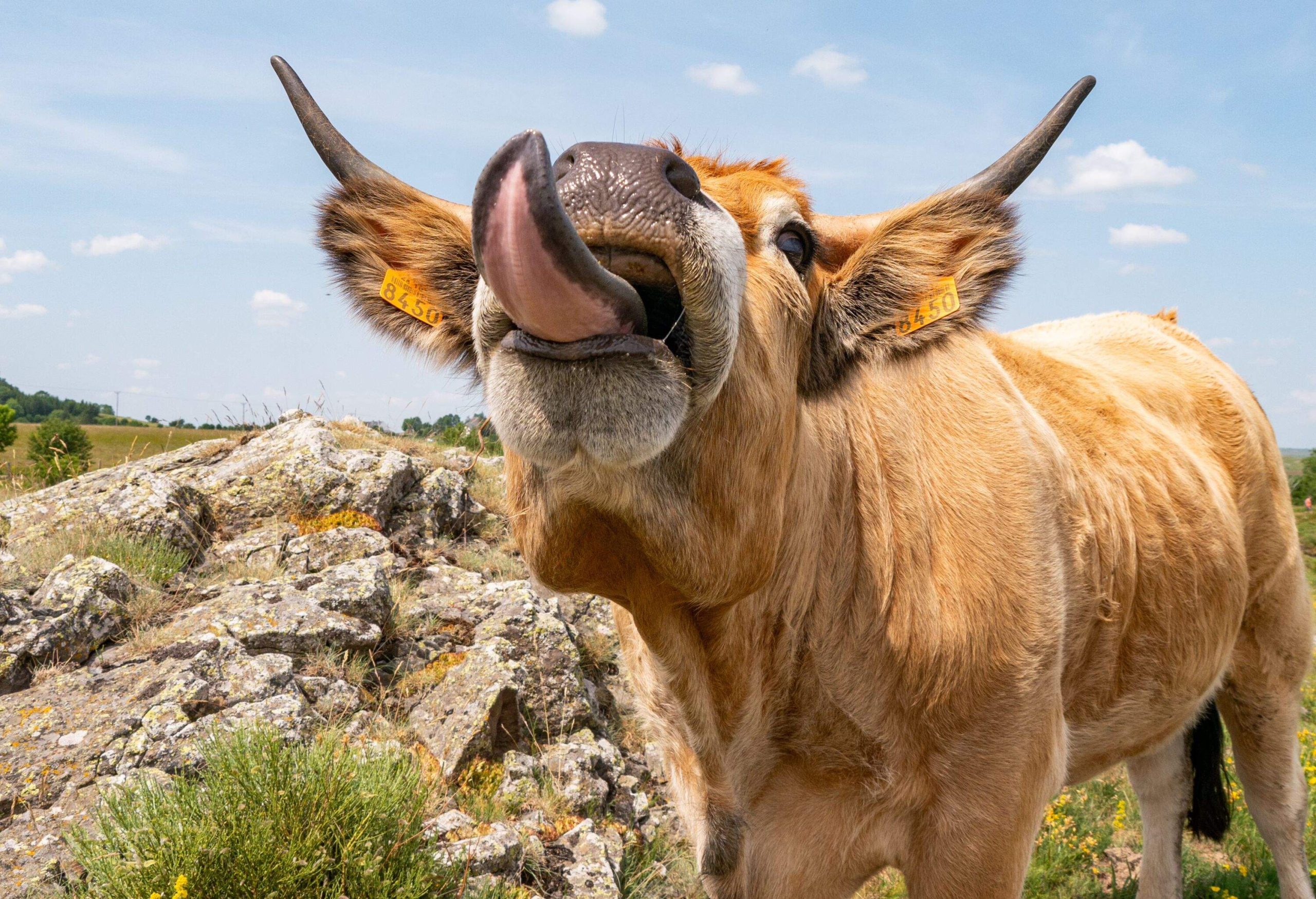 Aubrac cow's smile