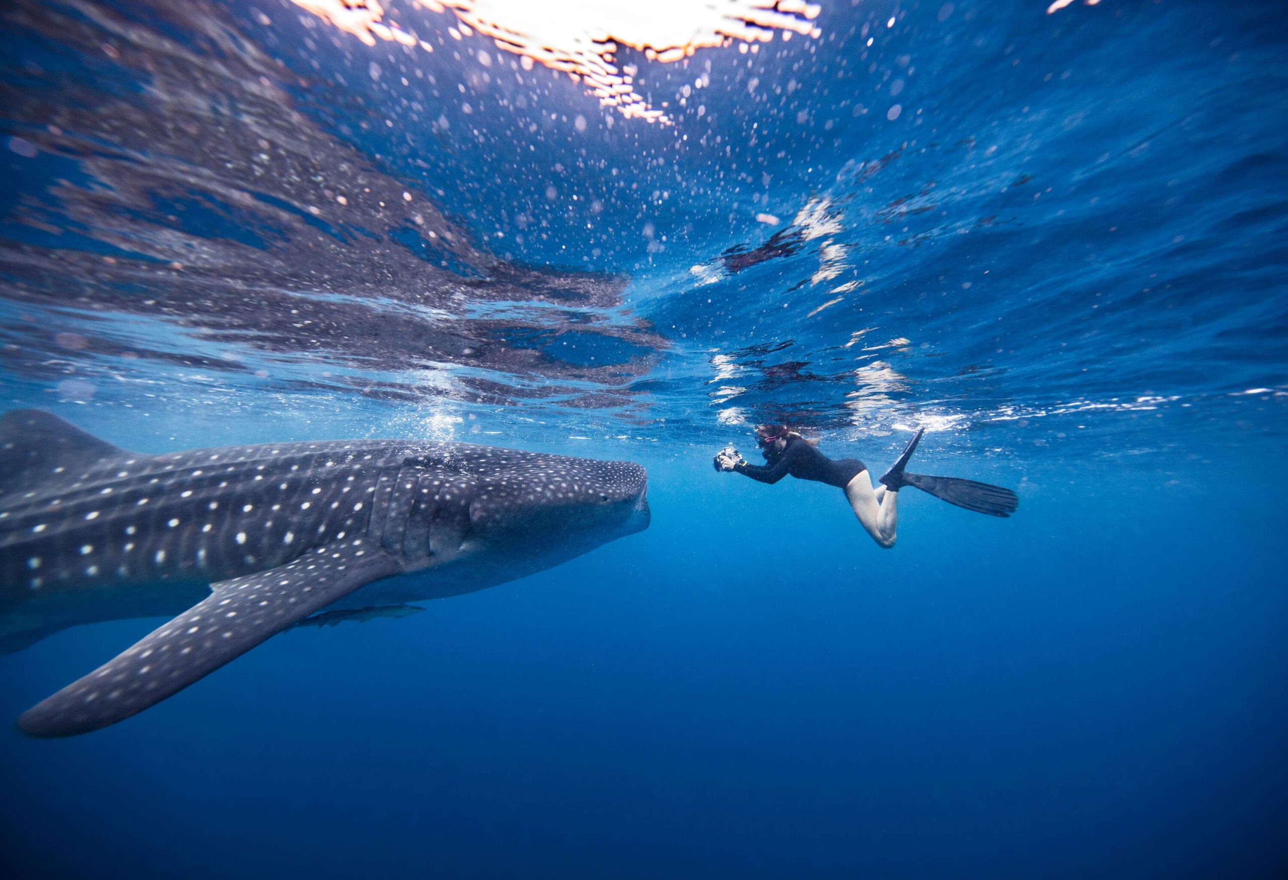 Underwater view of a person taking photos of a whale shark.
