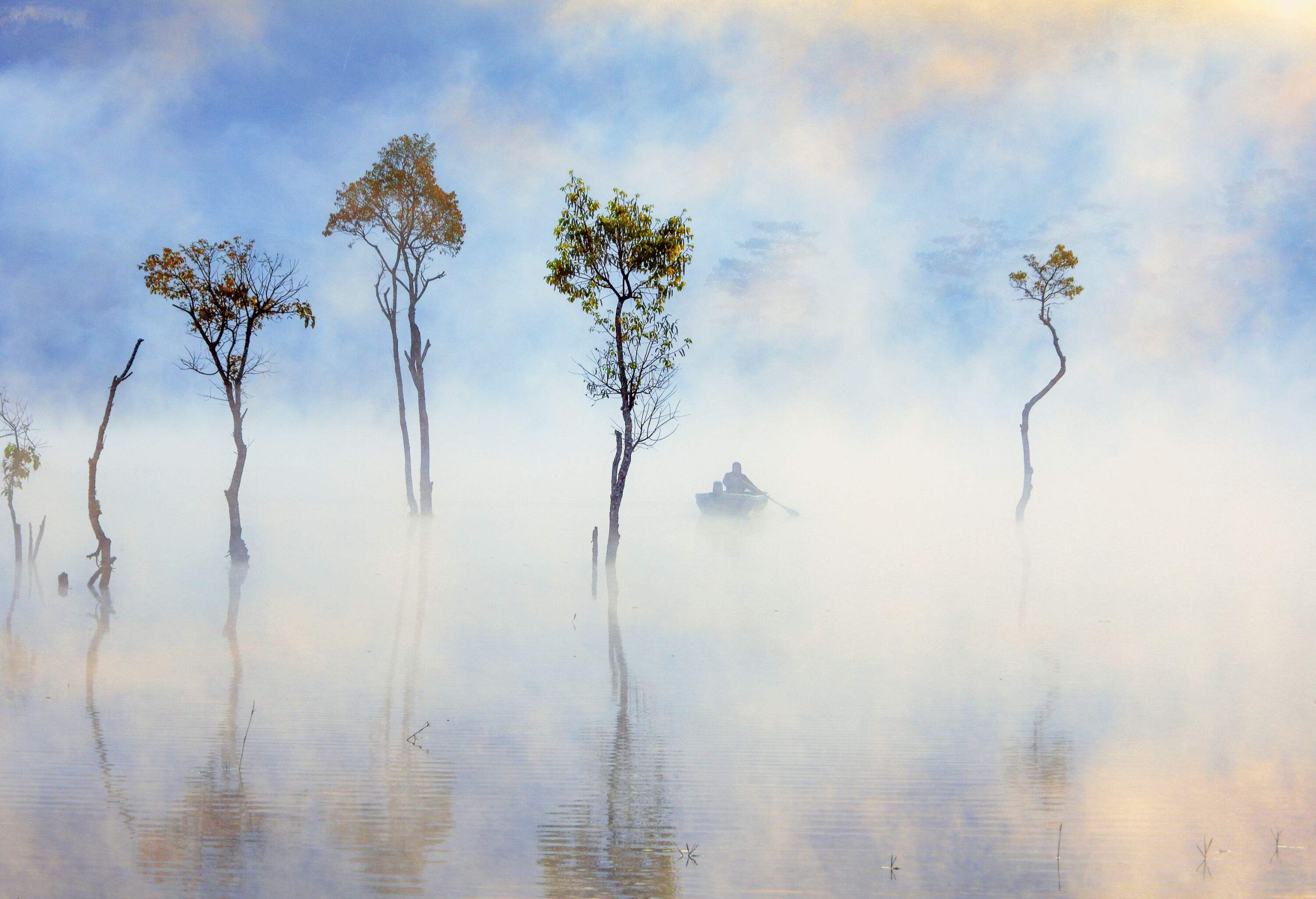 Trees in the middle of calm misty waters.