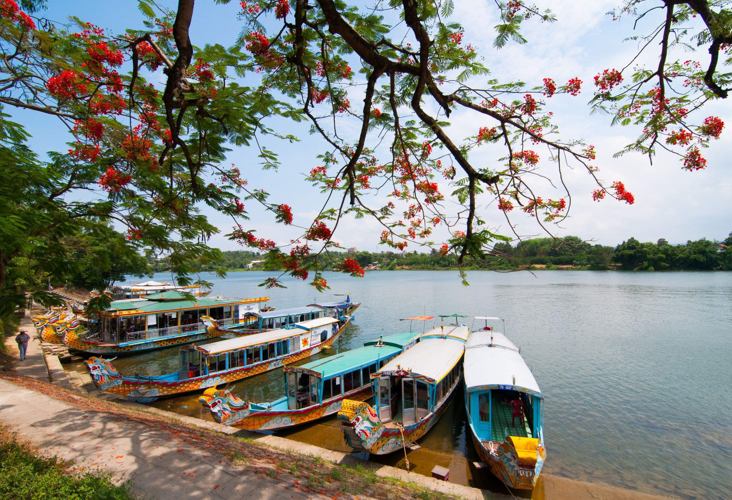 The tranquil bank of a serene waterway is lined with colourful traditional passenger boats, with a lush canopy of tree branches in the foreground.