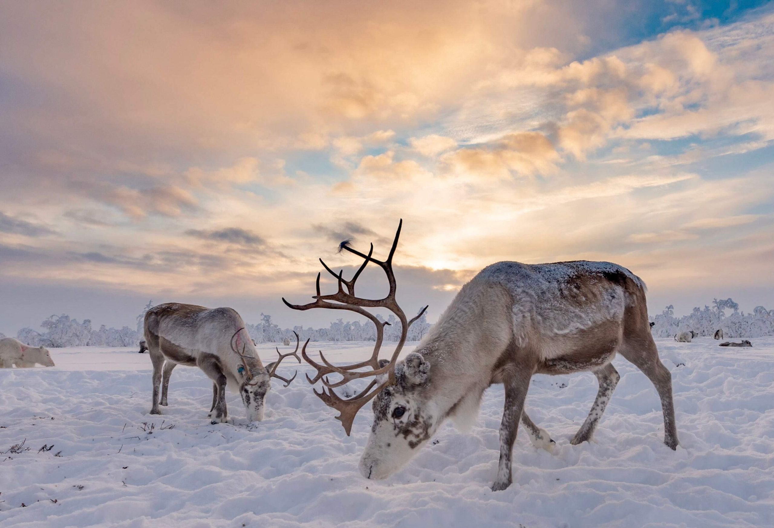 Two forest reindeer grazing on the thick snow covering the grounds with the sun peeking through the clouds.