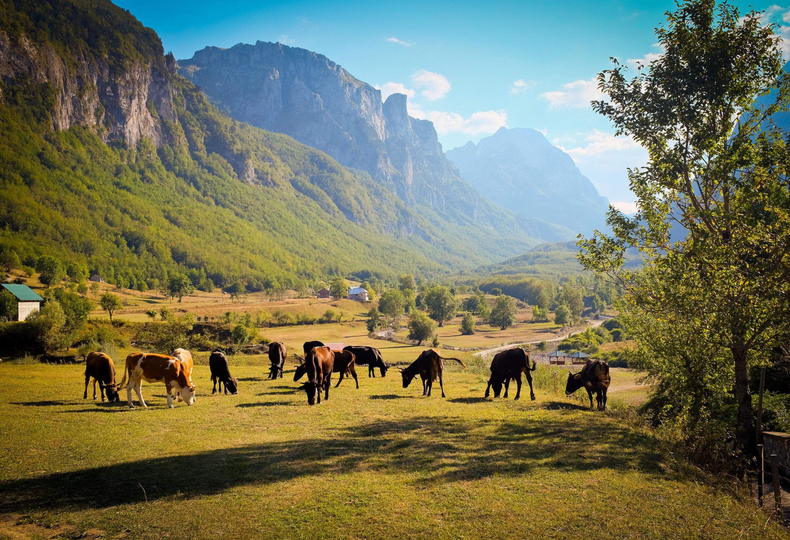 A herd of cows grazing on a green pasture with distant views of a forest at the base of a steep mountain range.
