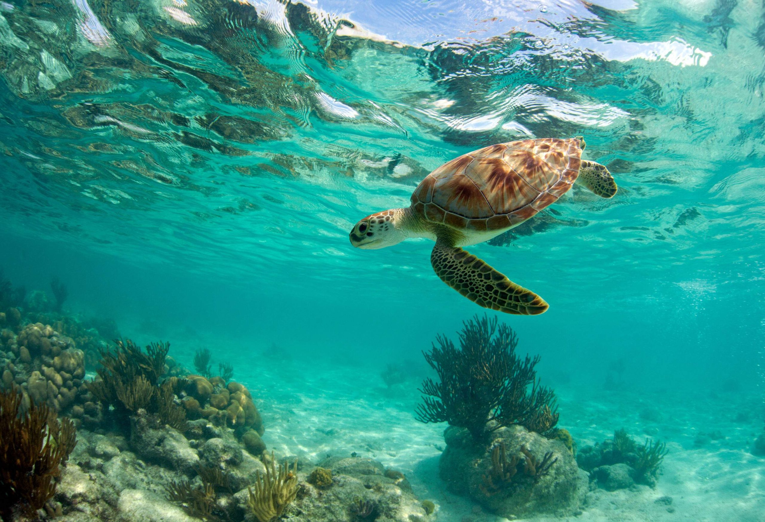 A sea turtle swimming under the deep crystalline waters.