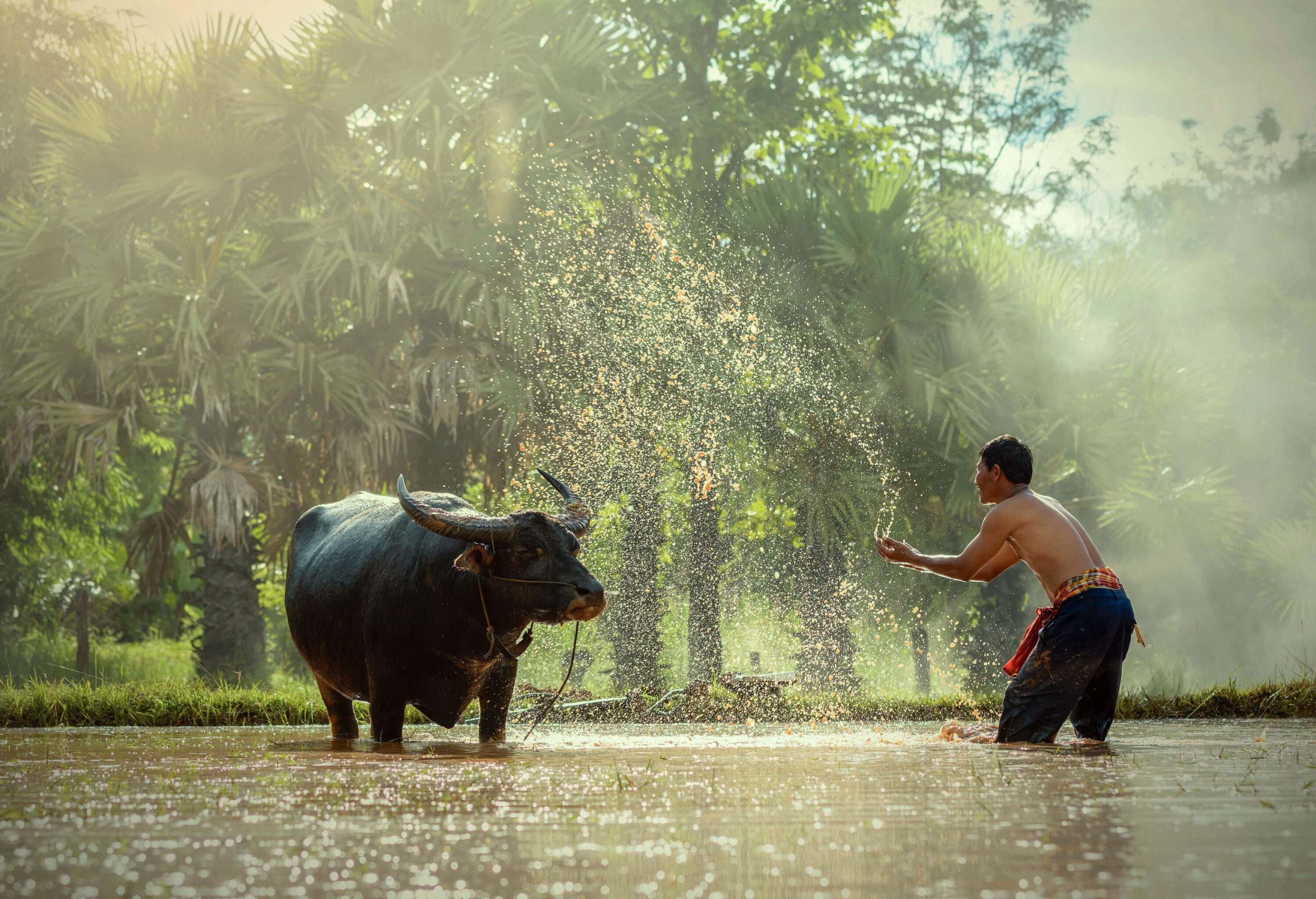 A farmer splashes water to a water buffalo in a shallow river.