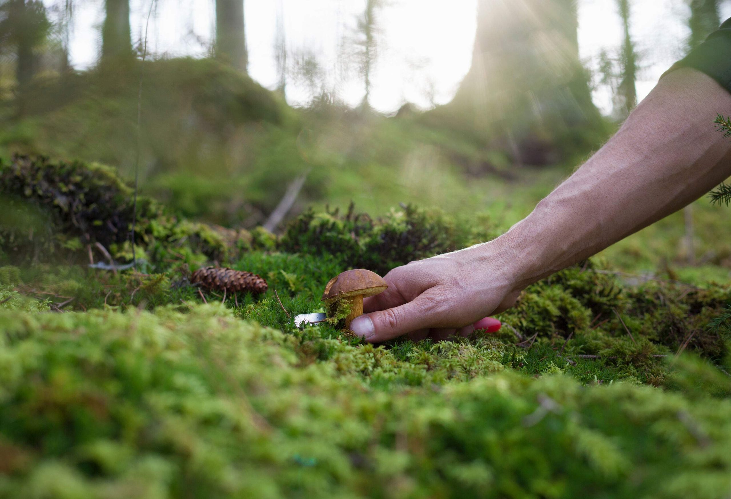 An individual harvesting a mushroom from a mossy forest floor.